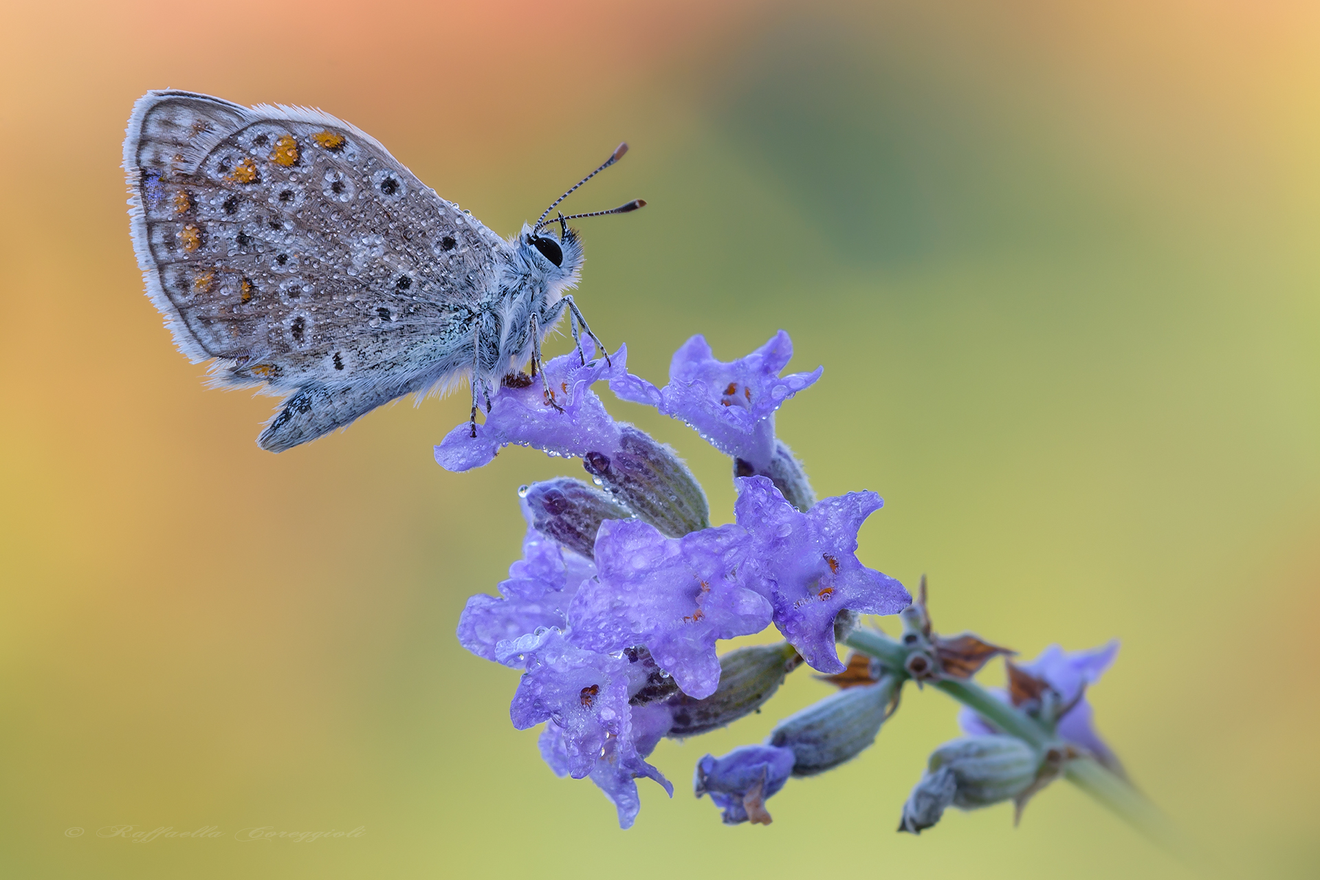 Polyommatus icarus