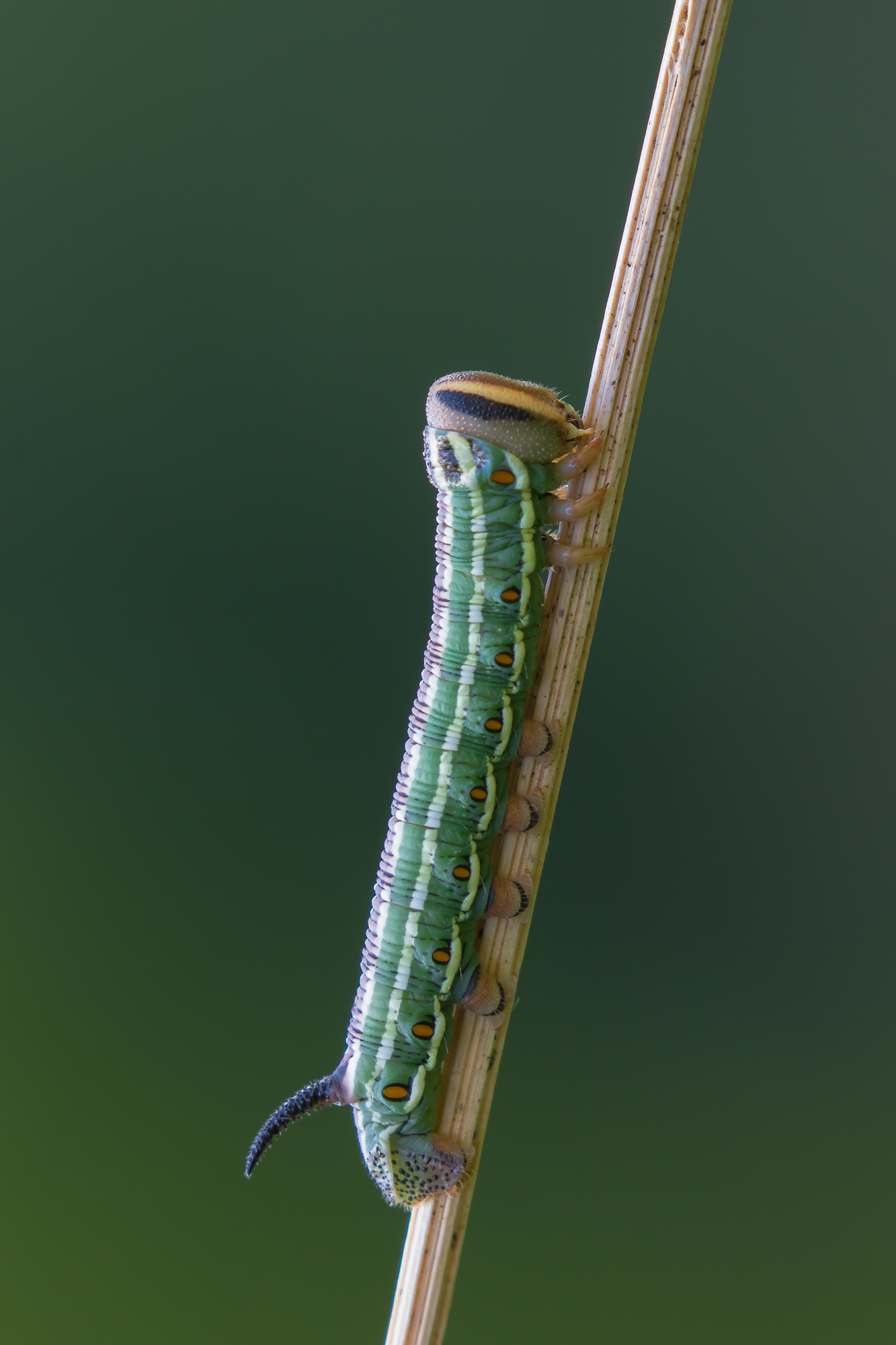 Caterpillar