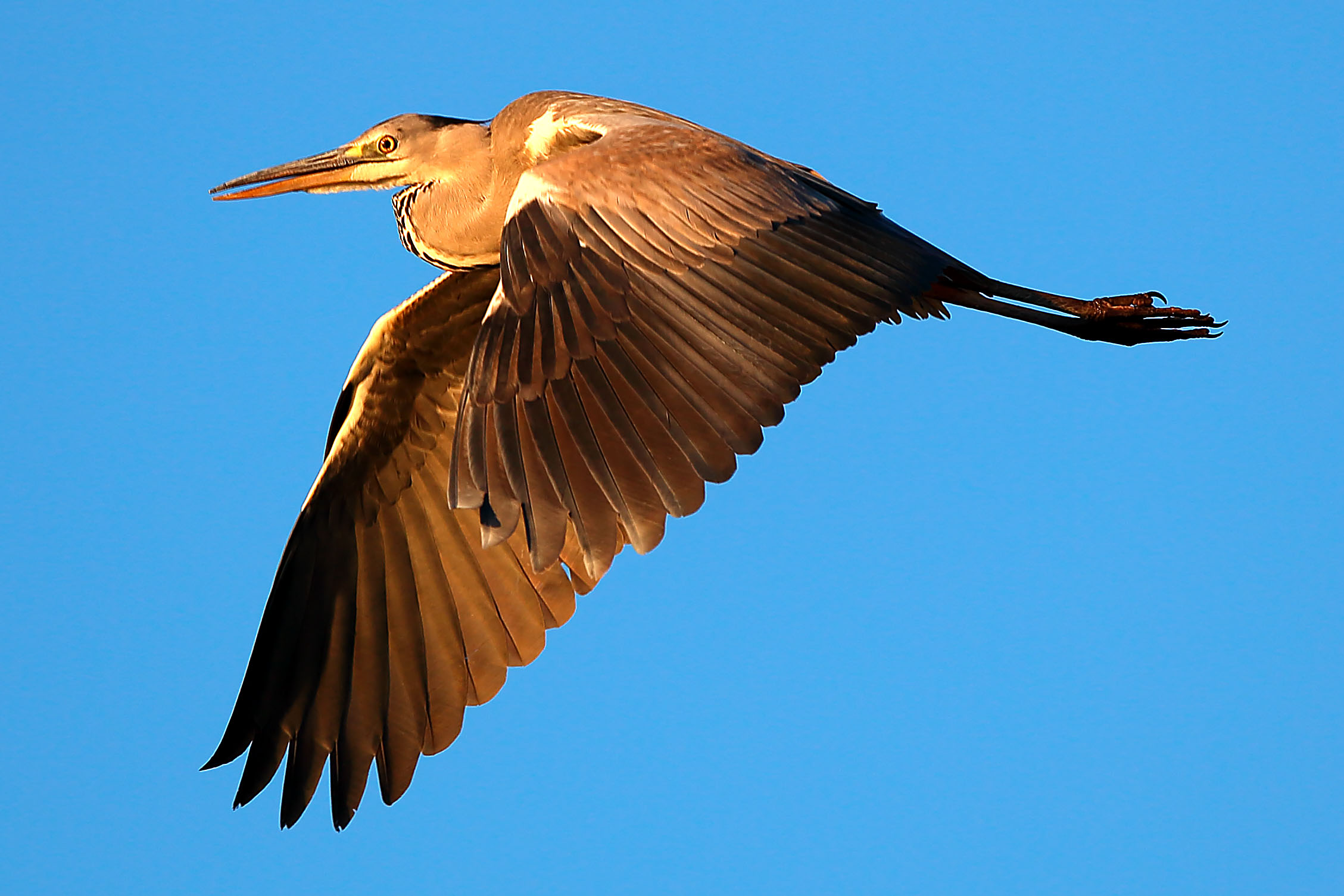 gray heron