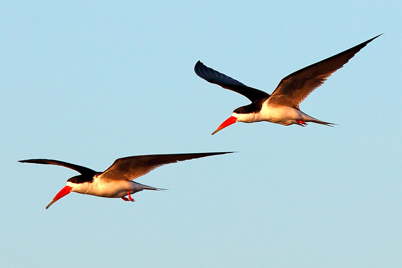 Beak African shears (Rynchops flavirostris)
