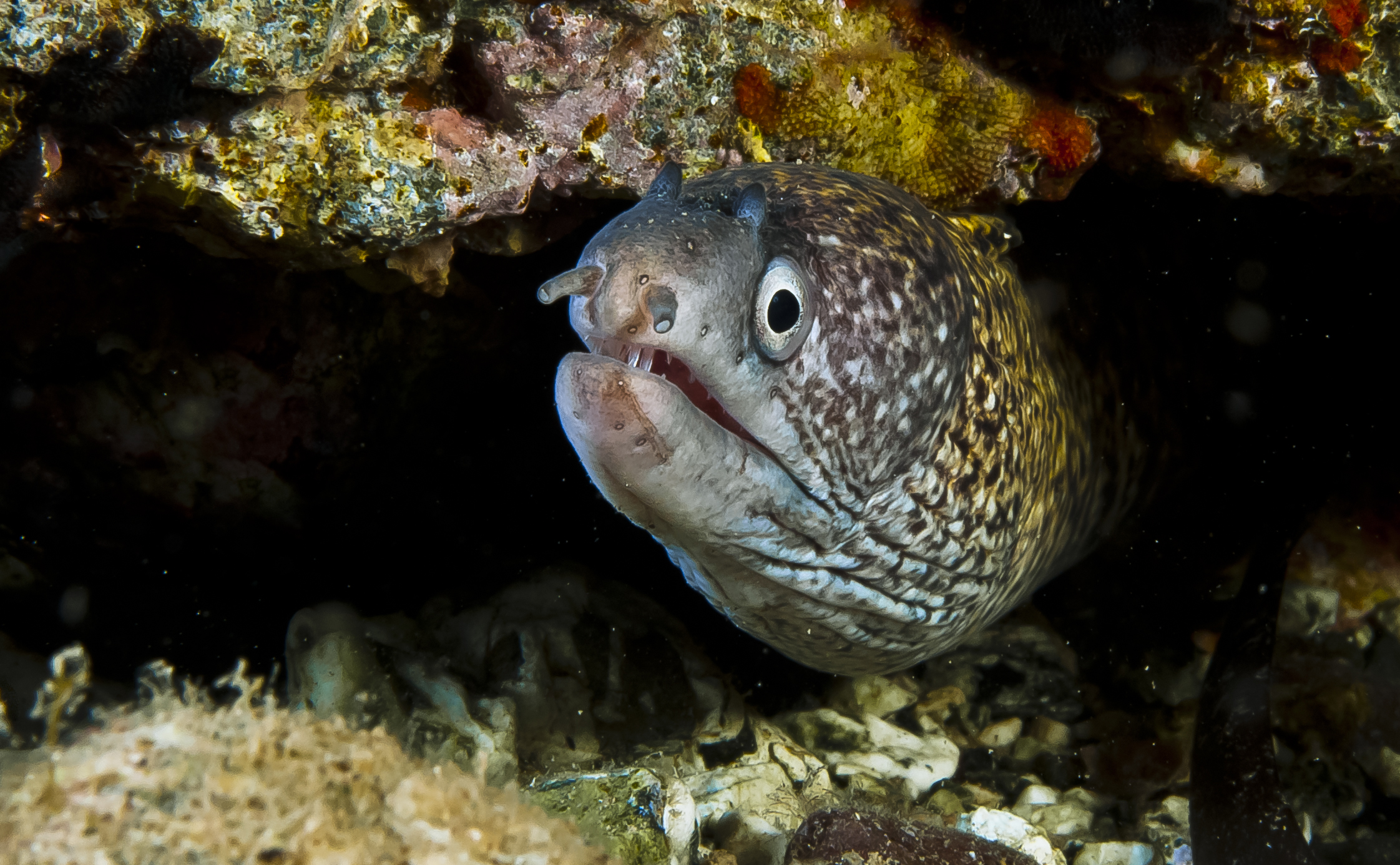 moray