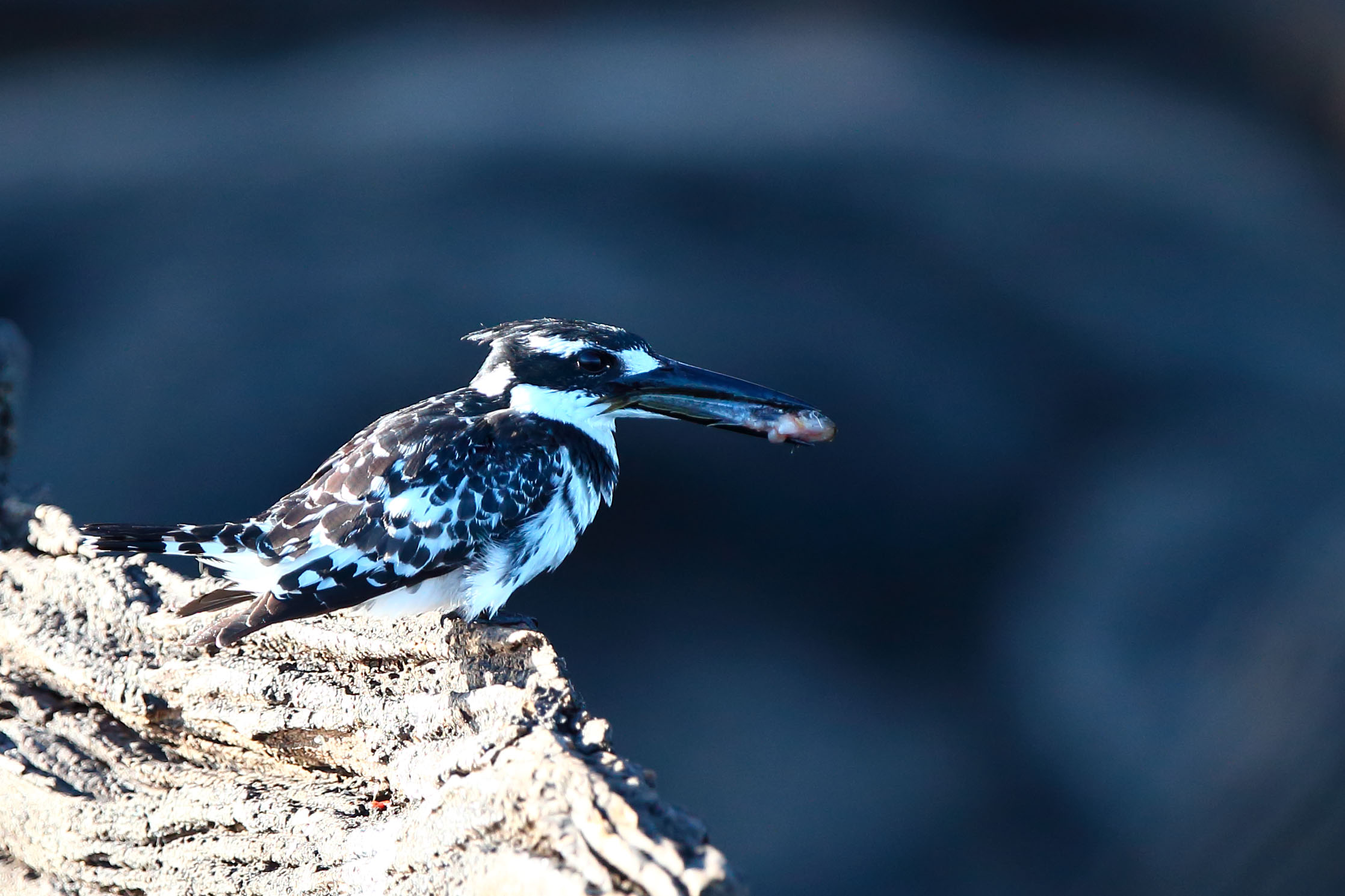 Martin monochrome fisherman with prey