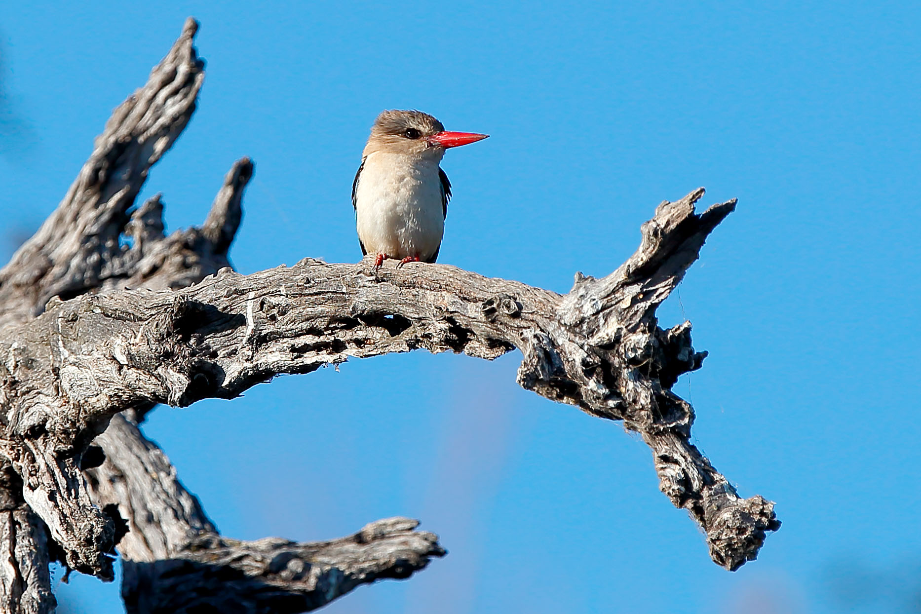 Grey-headed Kingfisher