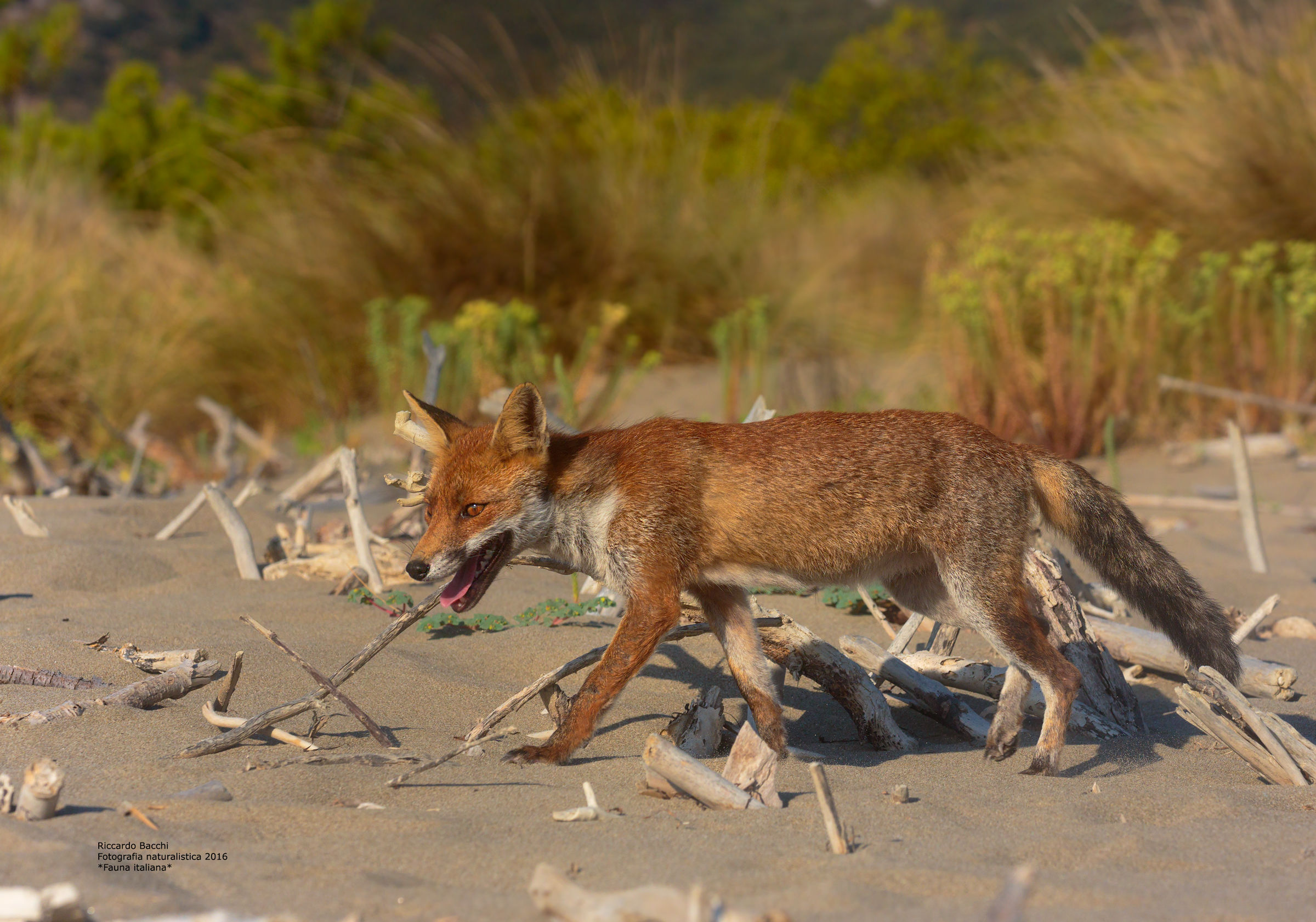Volpe Rossa in perlustrazione delle dune...