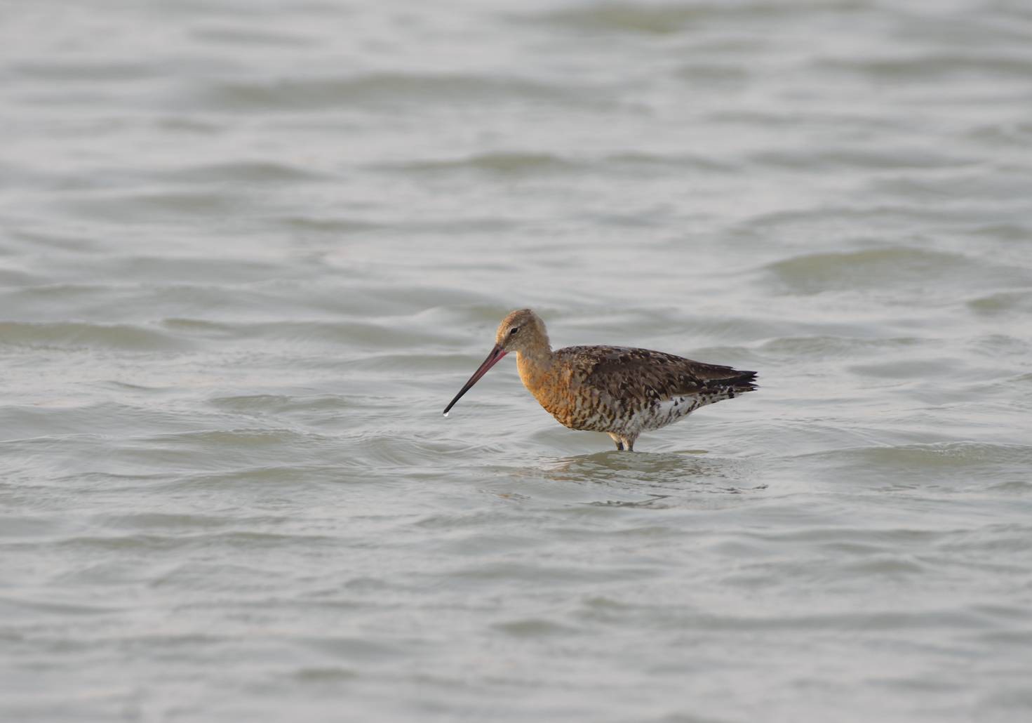 Black-tailed Godwit