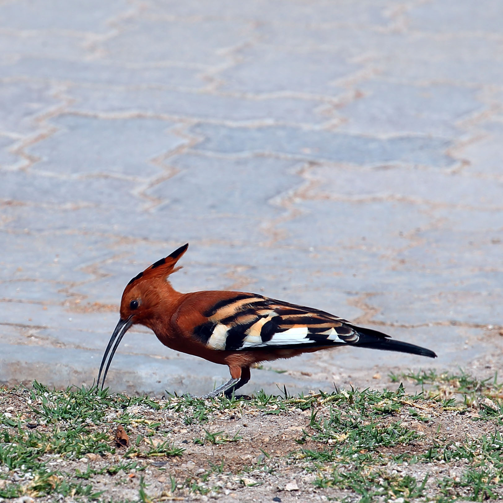 Hoopoe