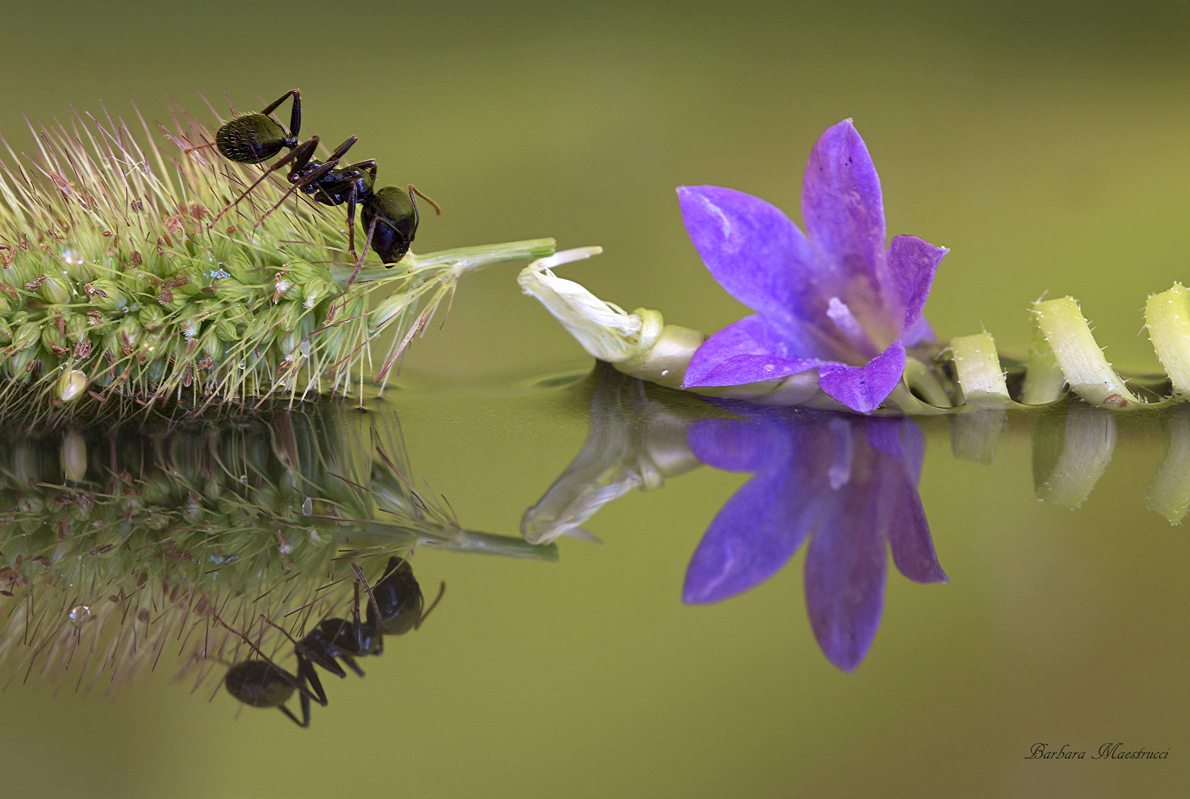 I mirror into your waters ...