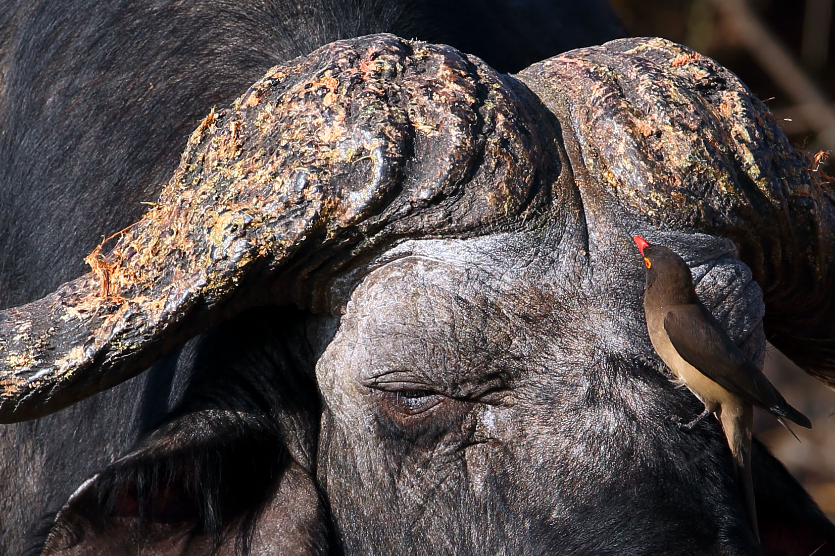 Bufaga (su posatoio mobile)