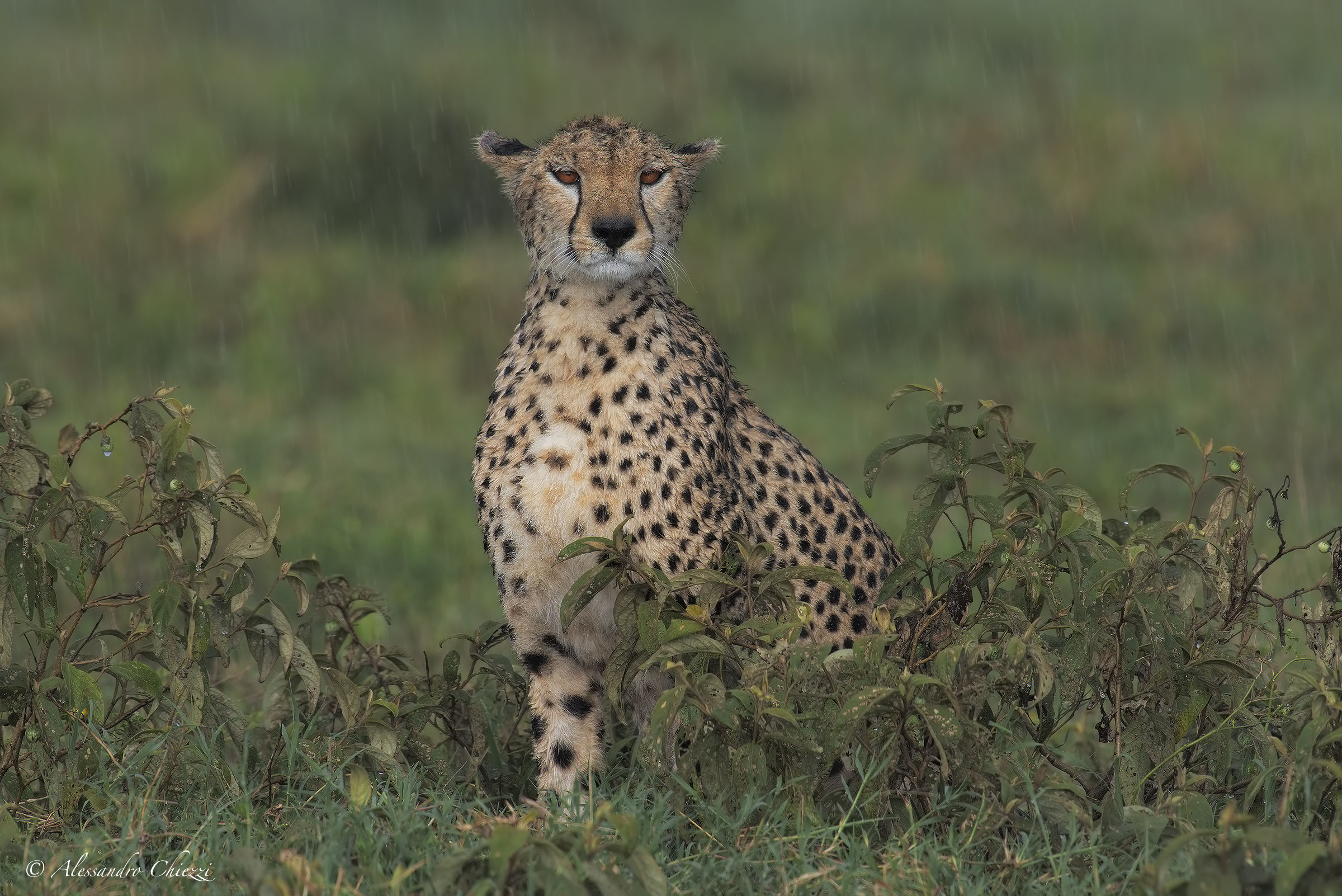 Bellezza sotto la pioggia
