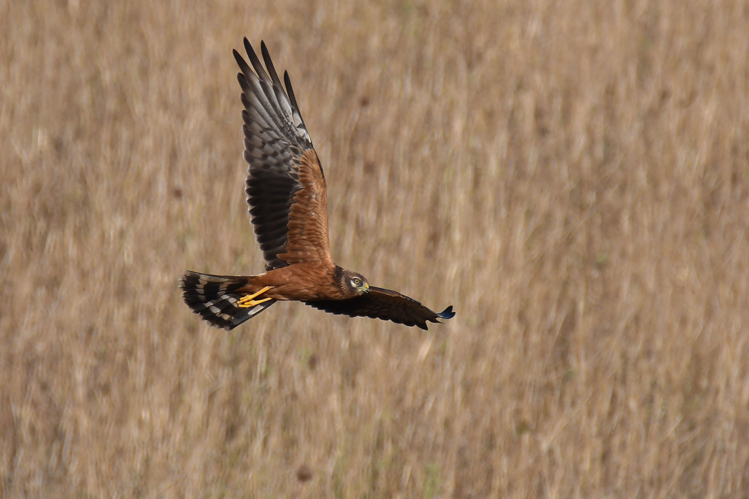 Young Harrier