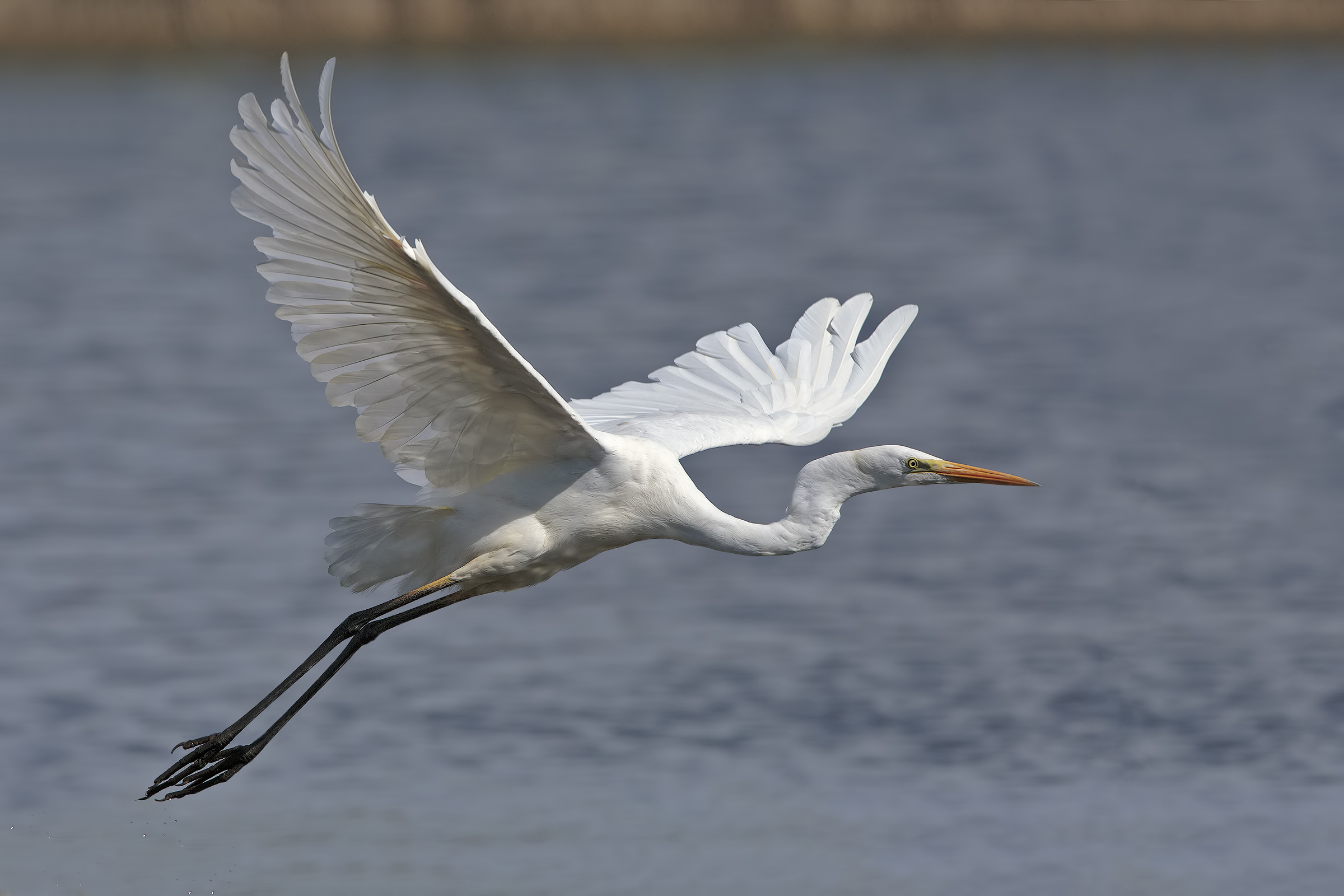 White Heron Maggiore