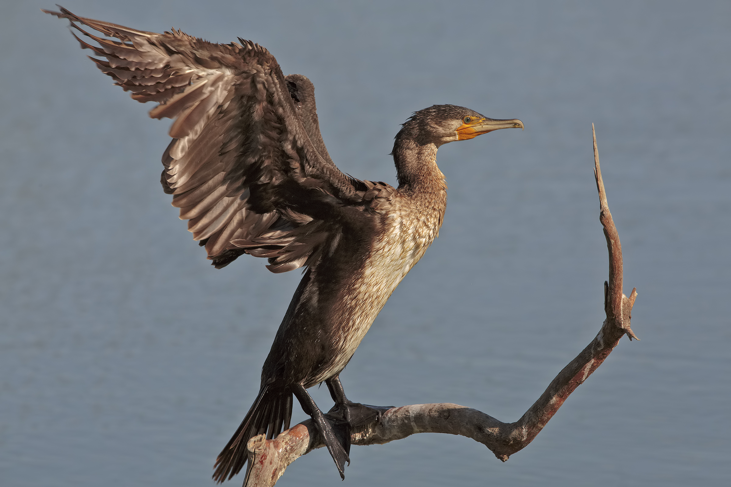 Cormorant