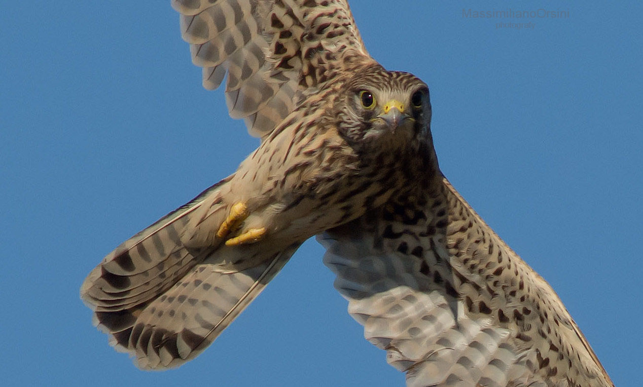 Frontale con un Gheppio