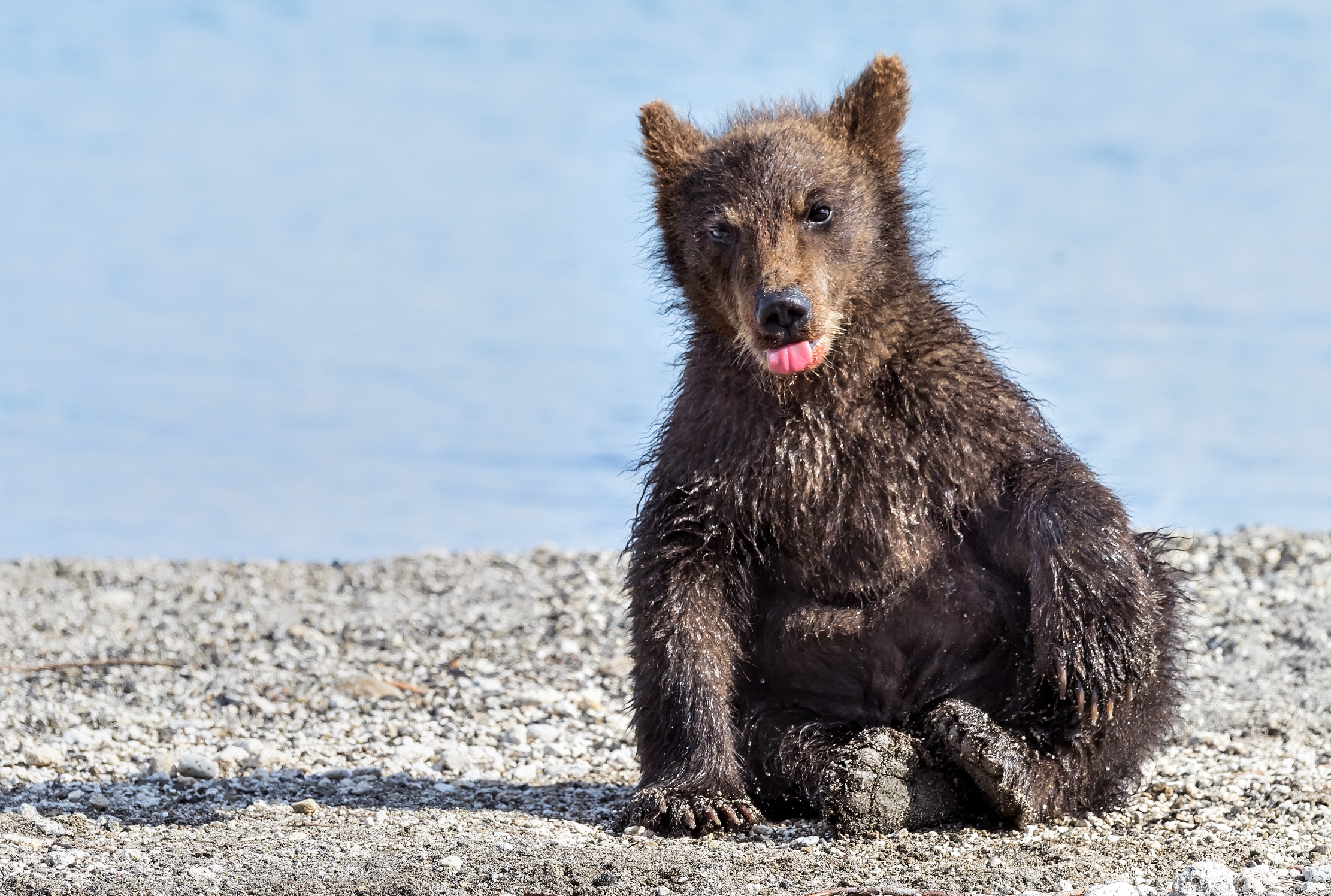 Kamchatka 2016 - Peluche