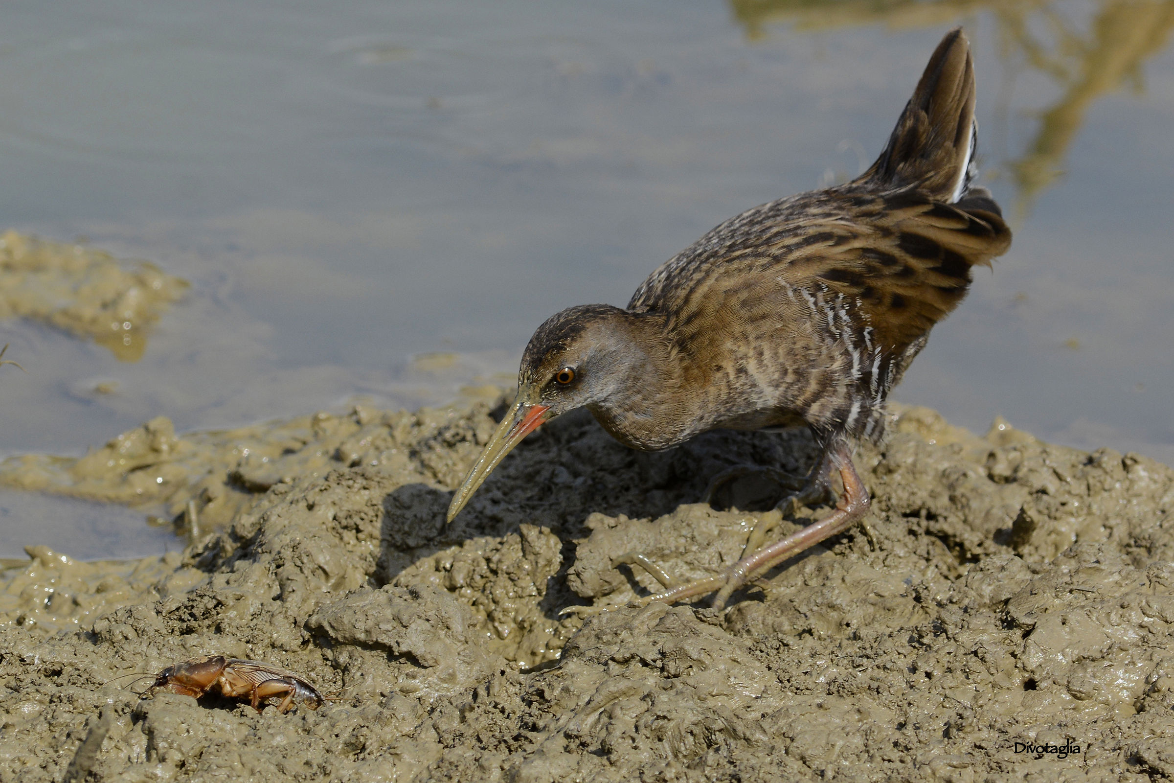 Incontro ravvicinato col grillo talpa