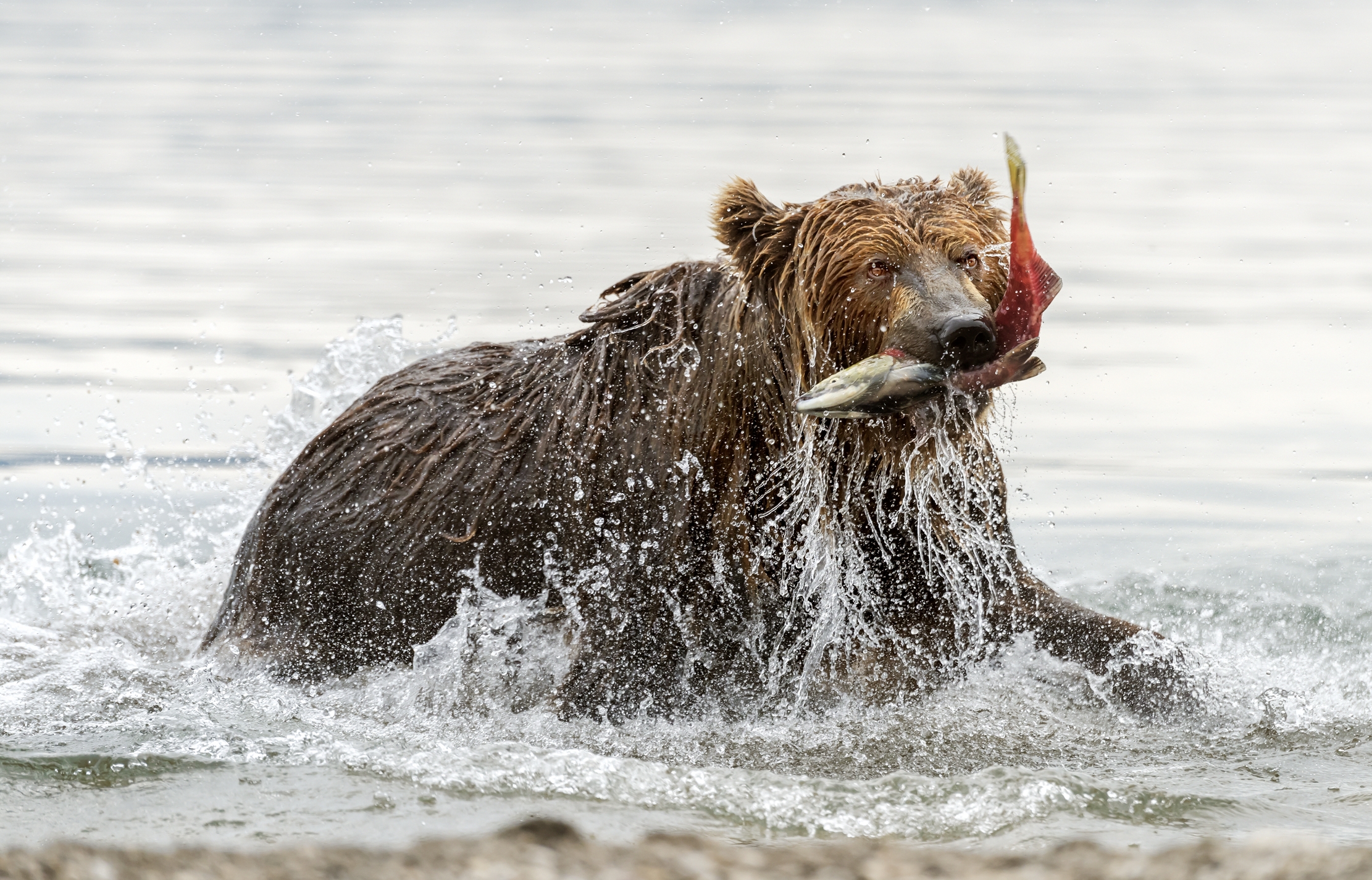 Kamchatka 2016 - Pesca