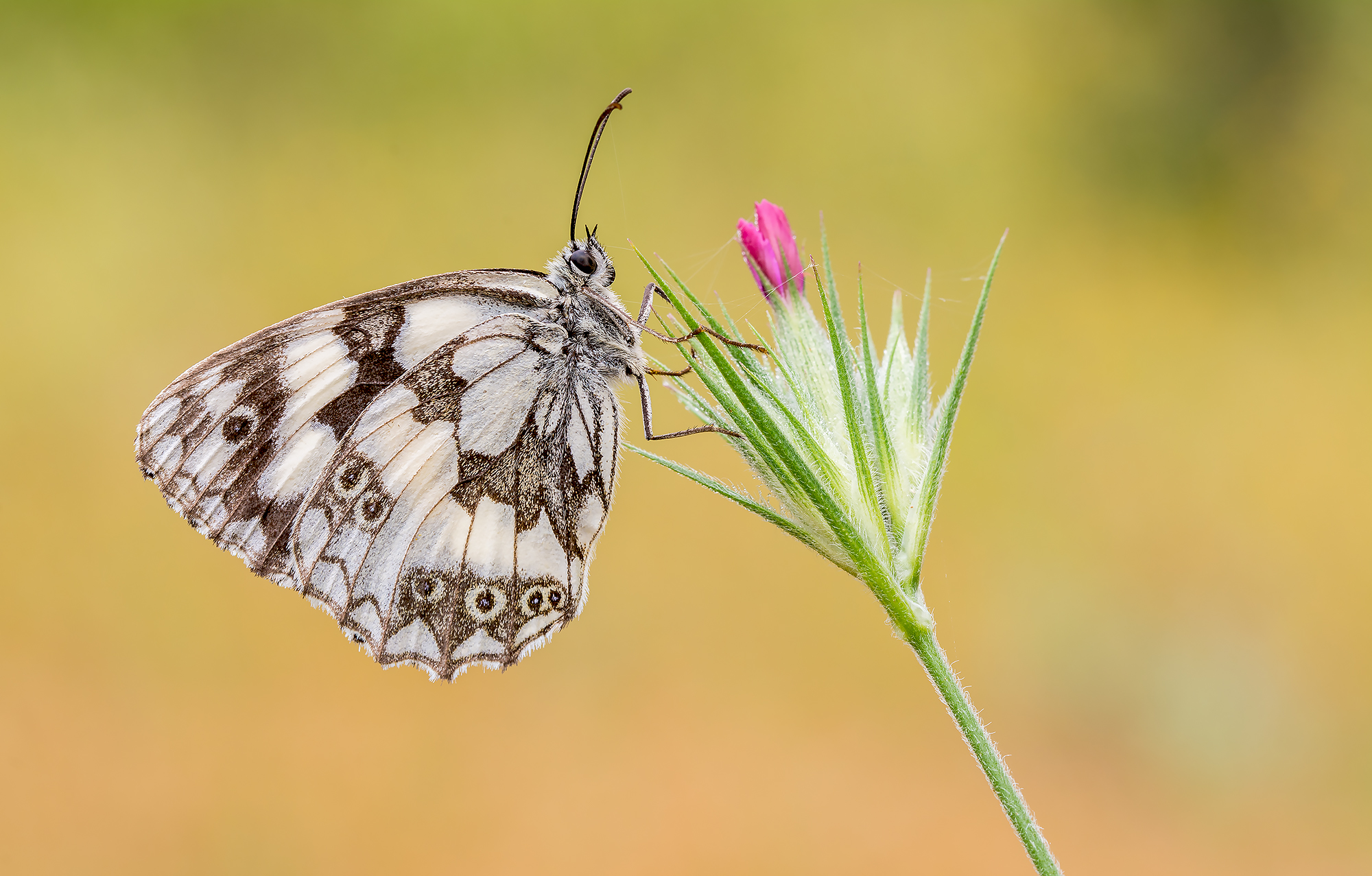 Melanargia galathea
