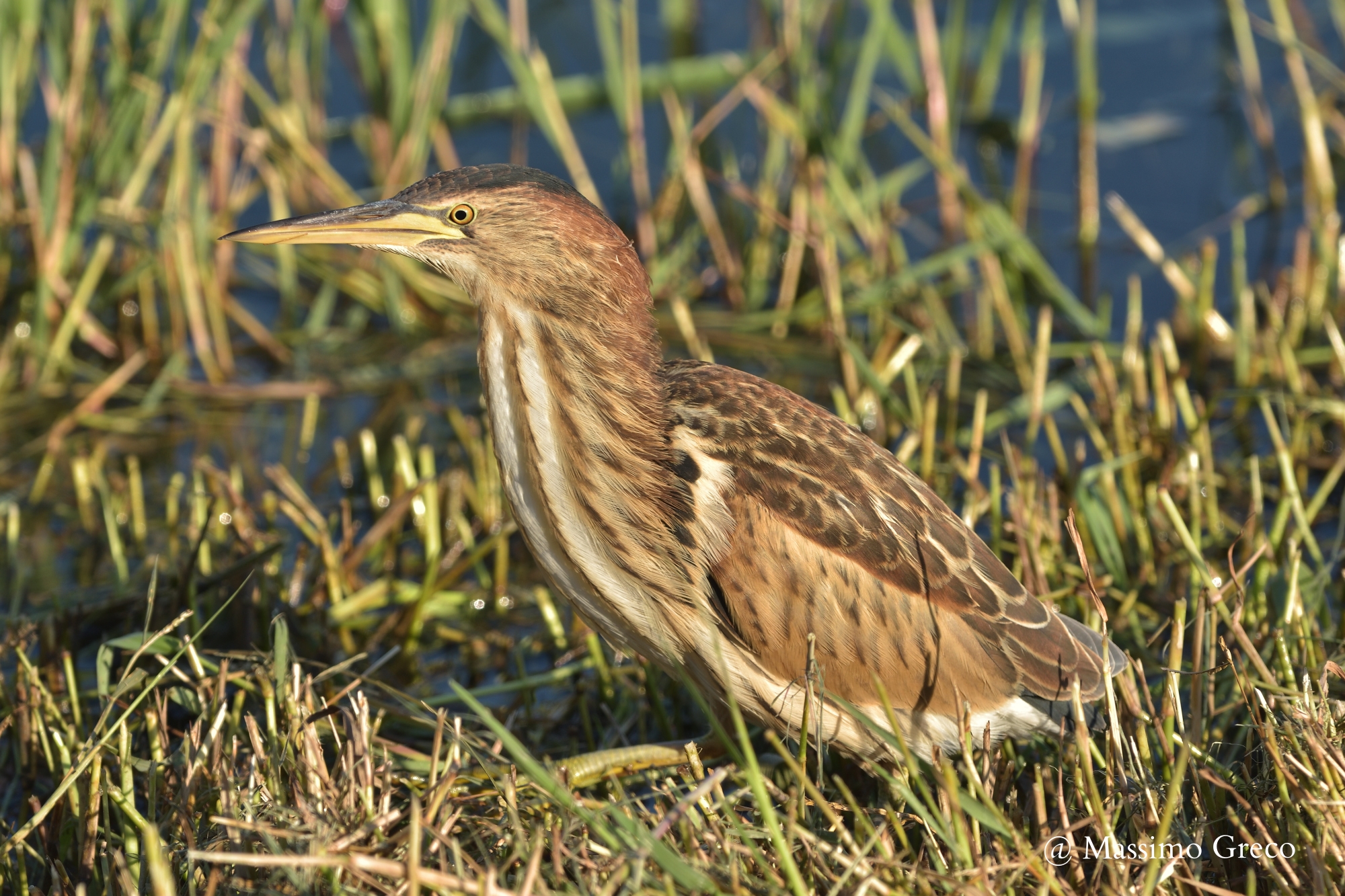Tarabusino (Ixobrychus minutus)