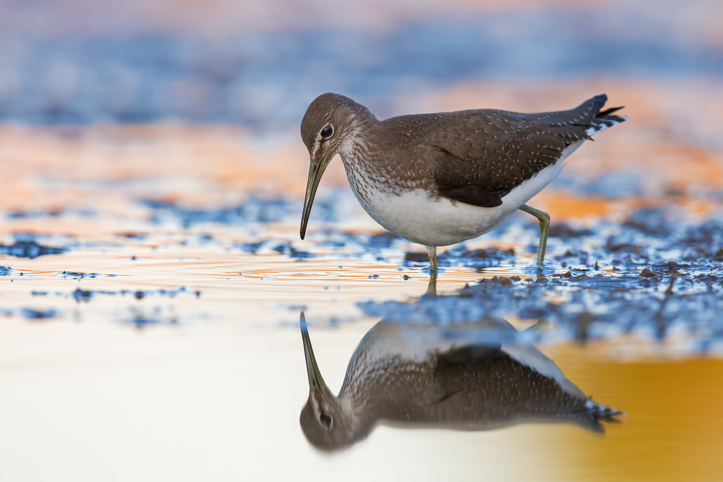 Green Sandpiper at an early lights
