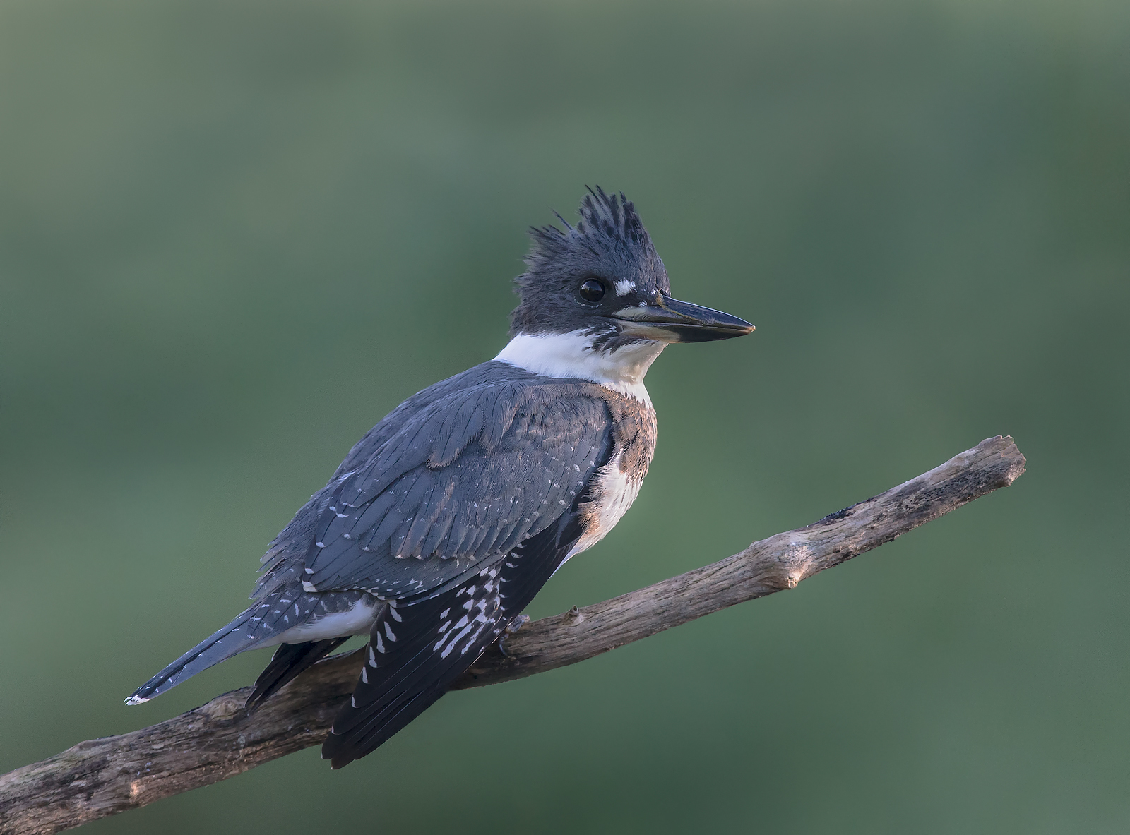 Martin pescatore maschio