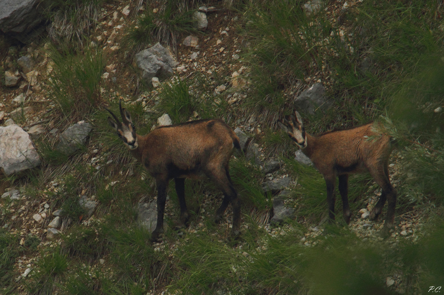 chamois