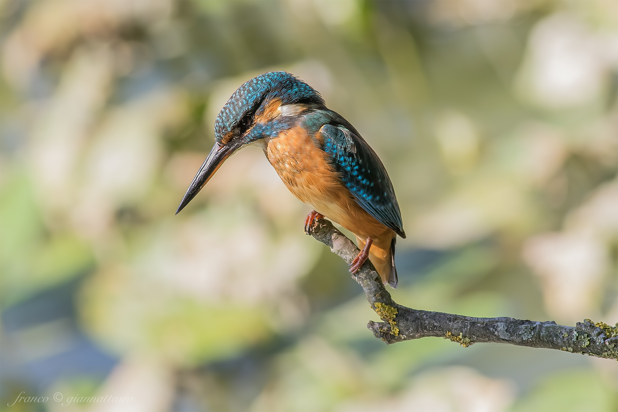 Kingfisher under observation.