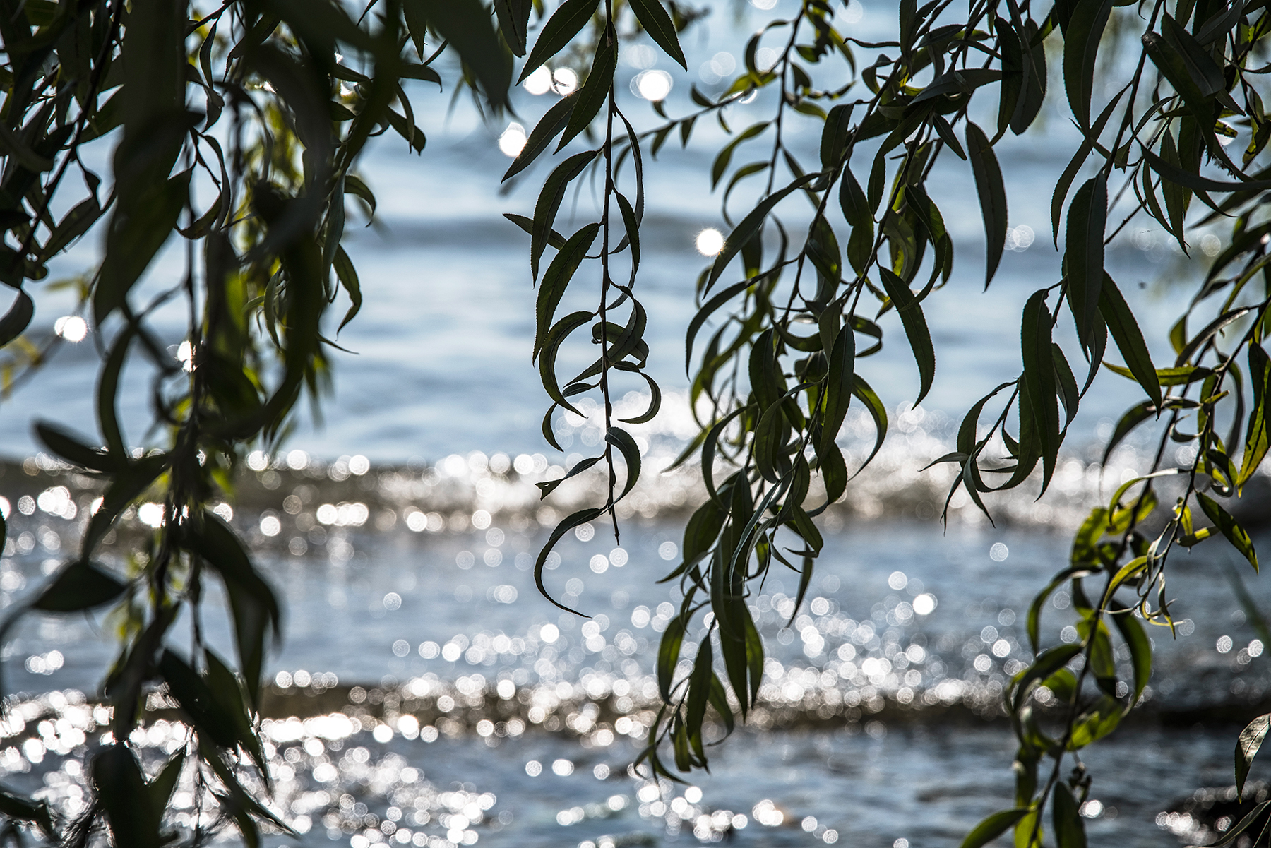 The willow tree by the lake ...