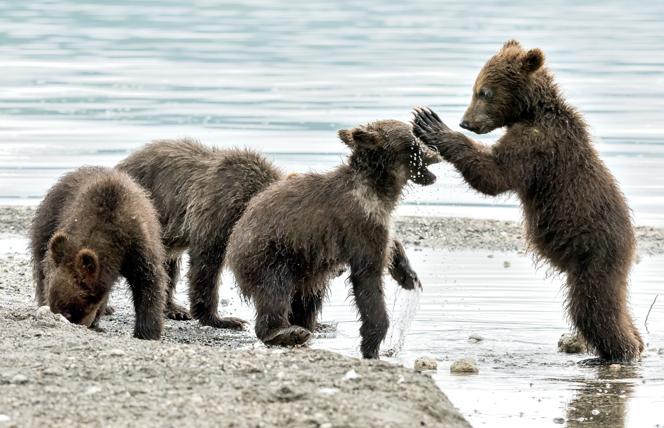 Kamchatka 2016 - Ti lavo il muso