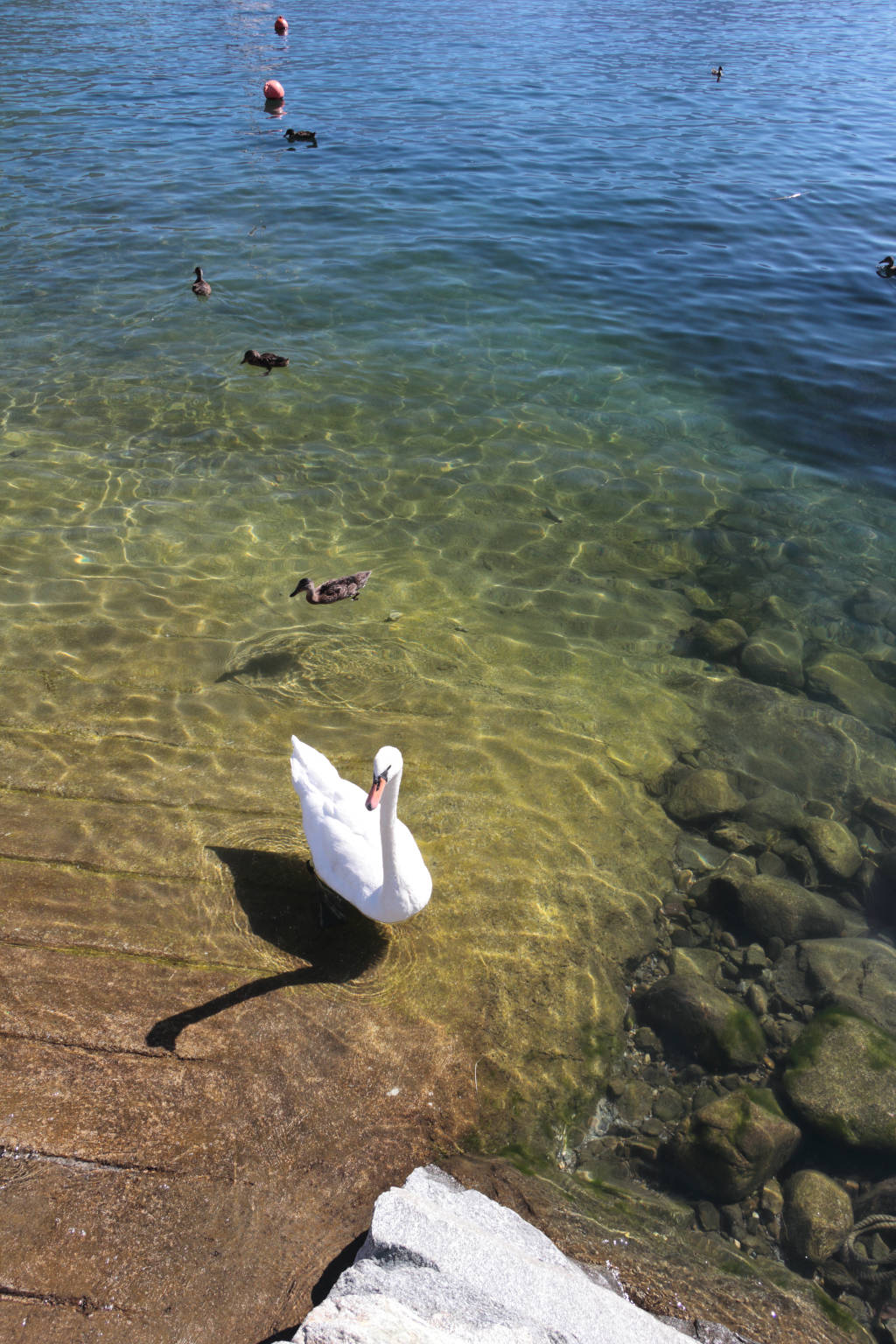 Swan and ducks in the harbor of Domaso
