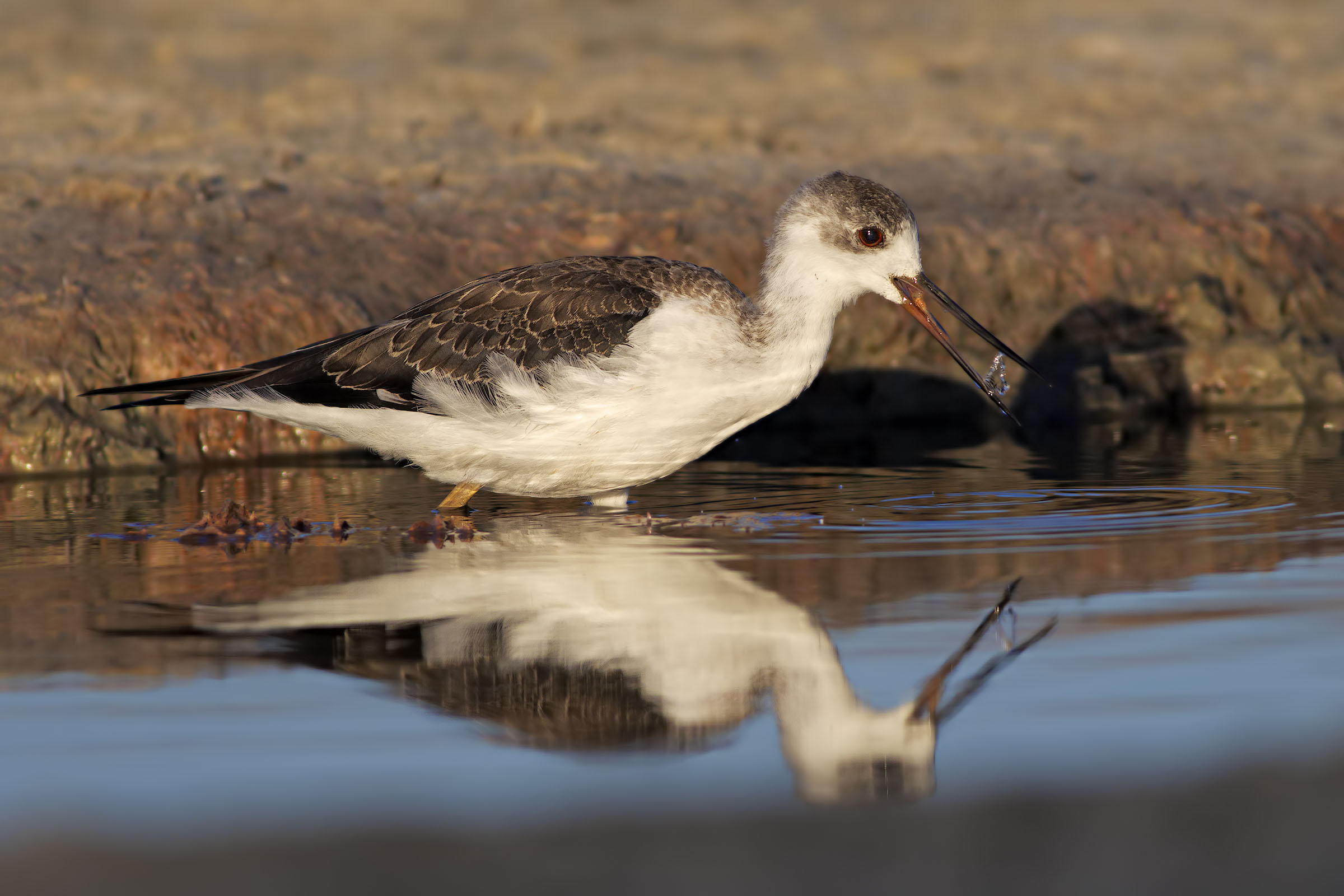 Cavaliere d'Italia juv.