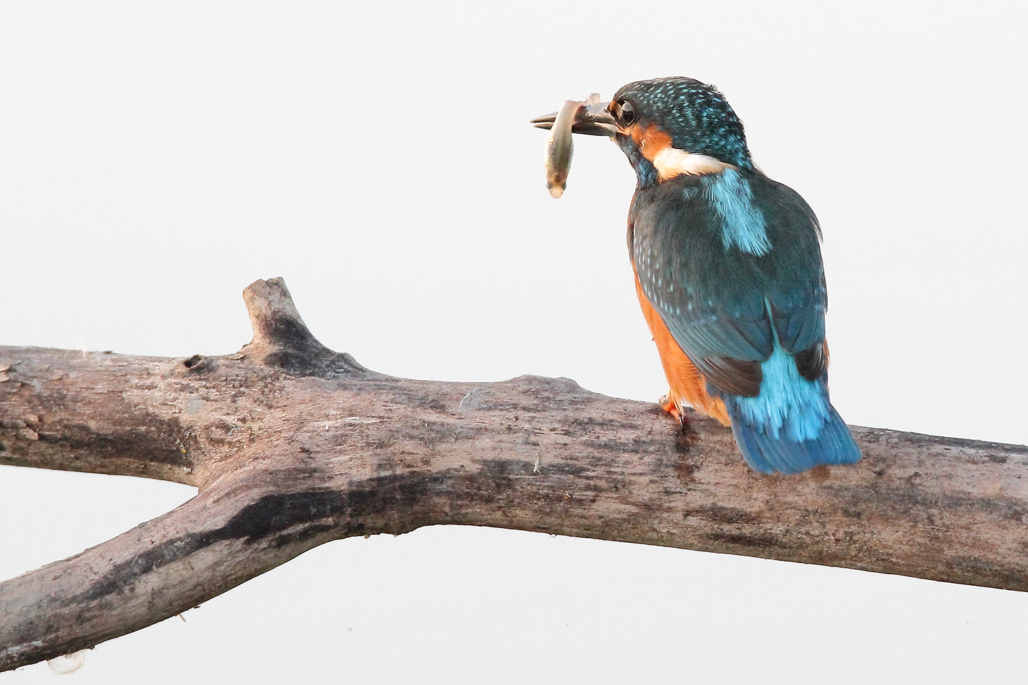Kingfishers and 'back