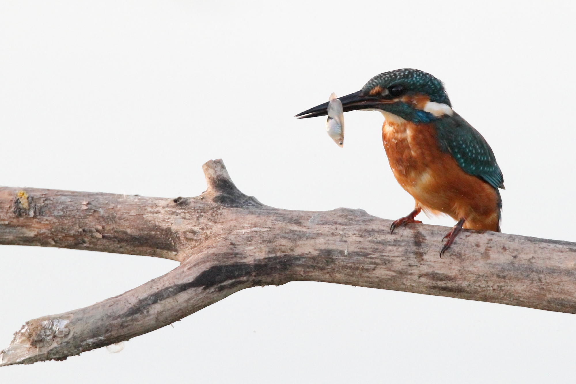 Kingfishers with fish