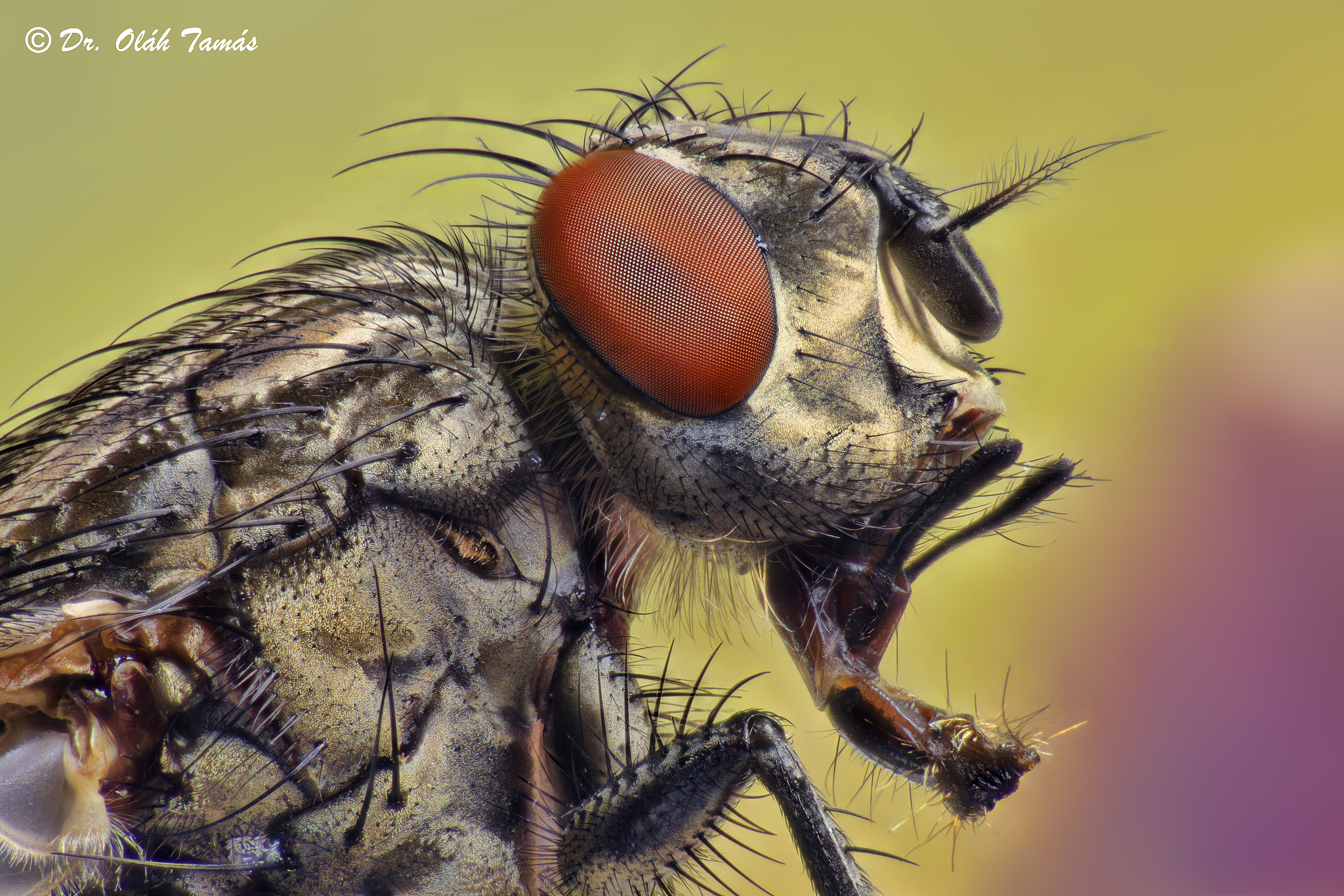 Fly portrait