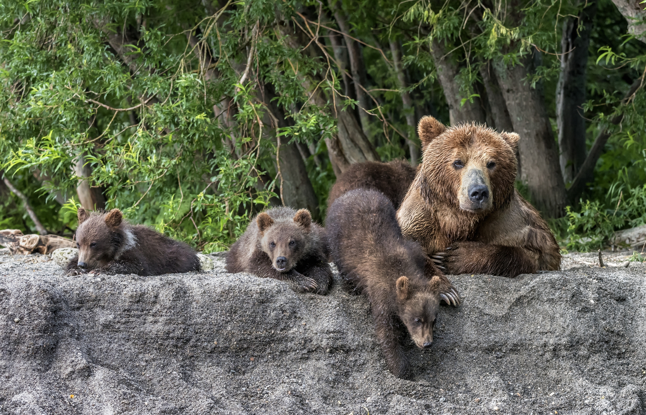 Kamchatka 2016 - Famigliuola