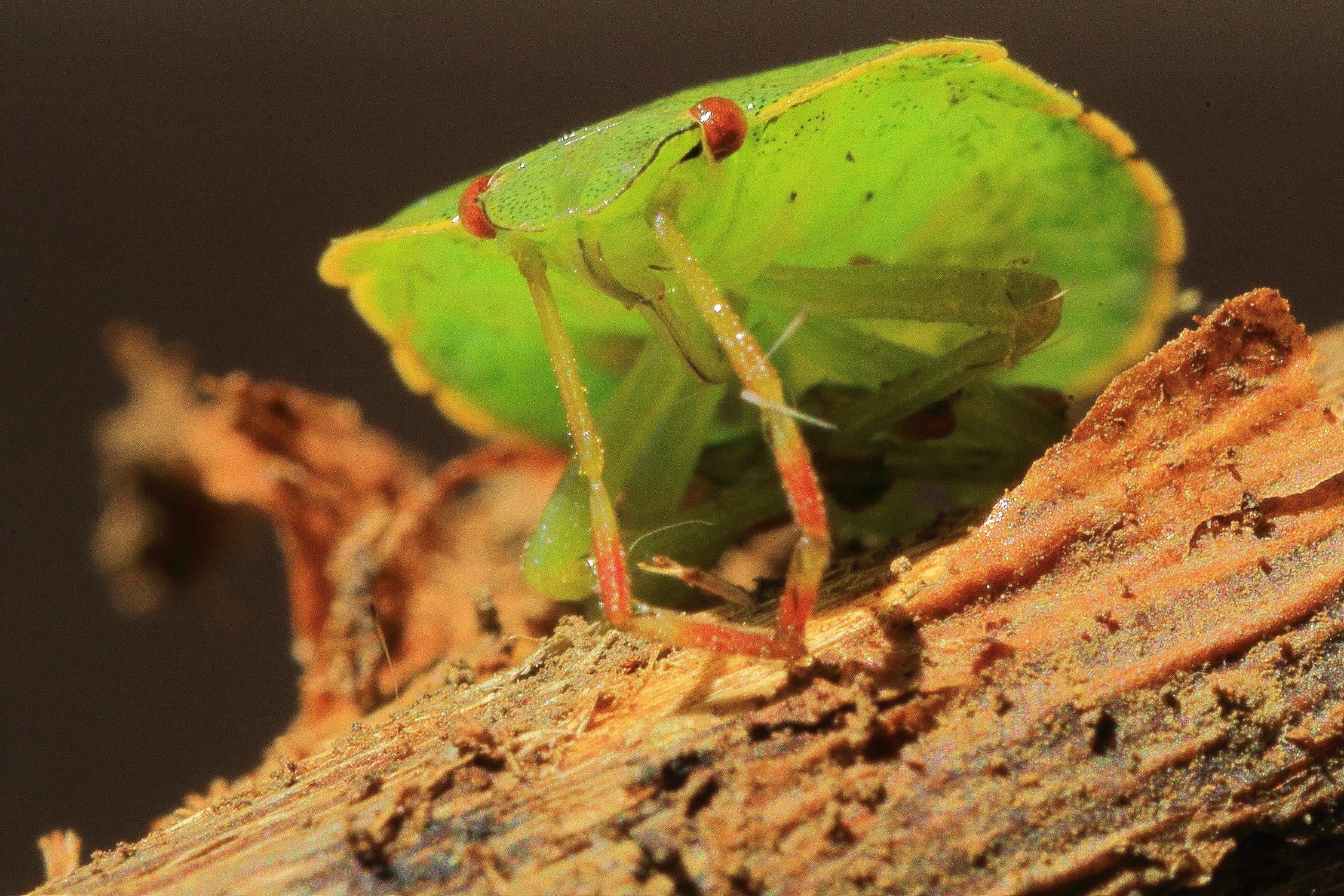 Non schiacciatela...