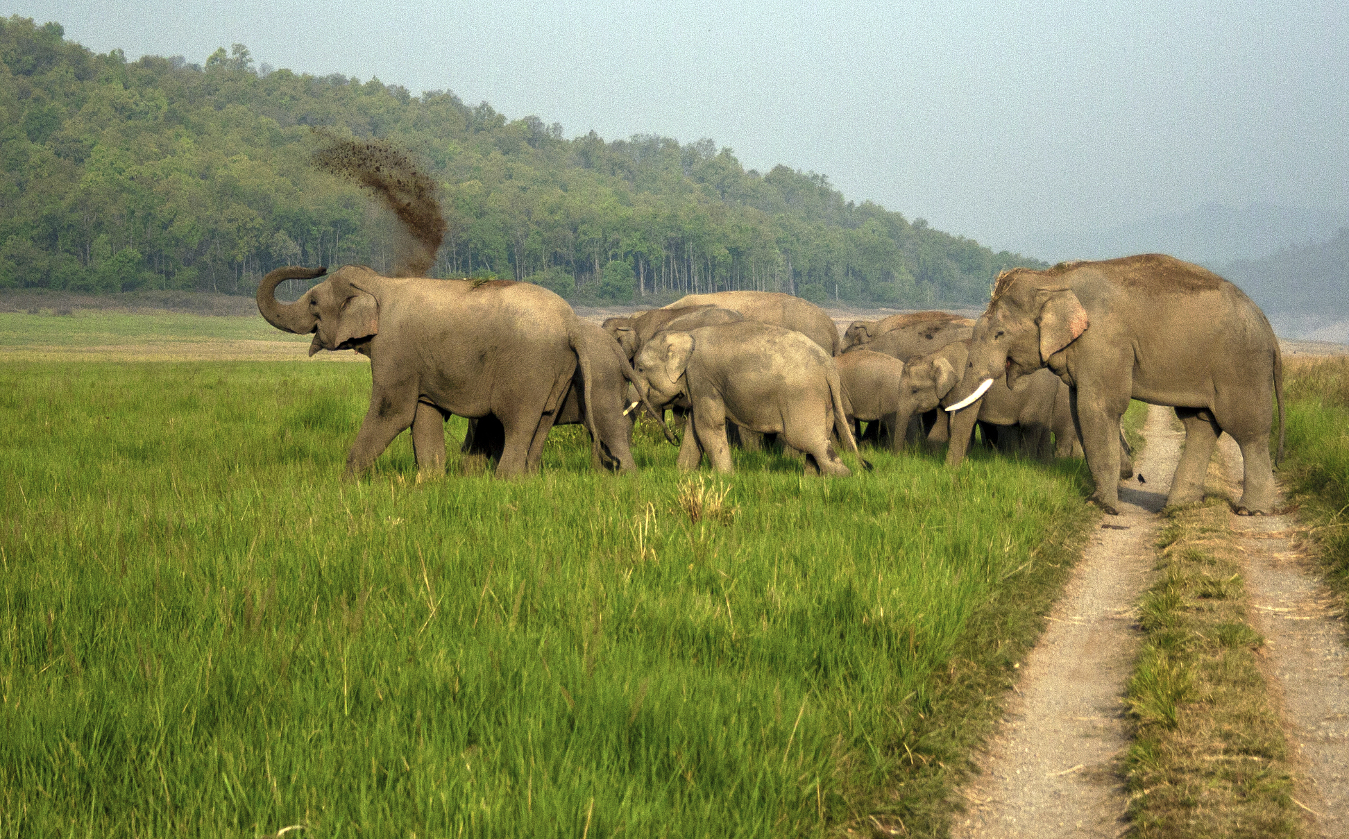 Elephants at Corbett National Park, India