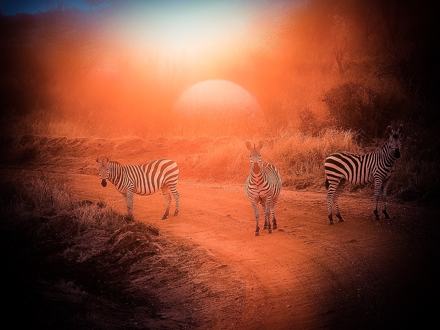 Zebre in red (Kenya)