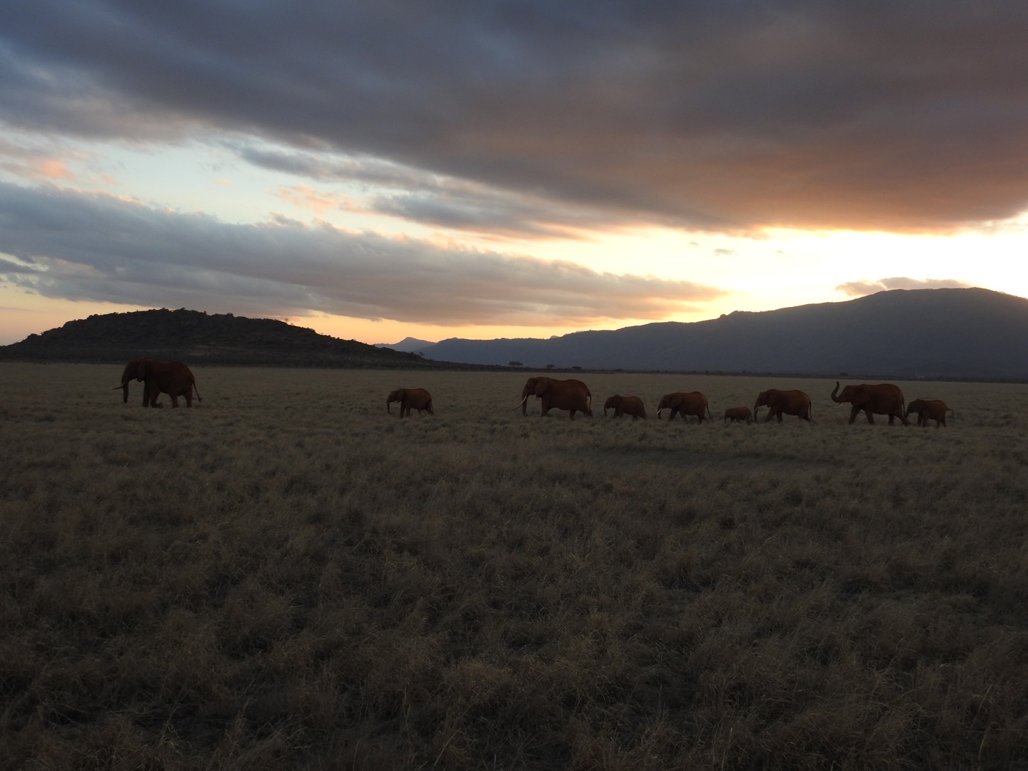 Elefant voyage (Kenya)