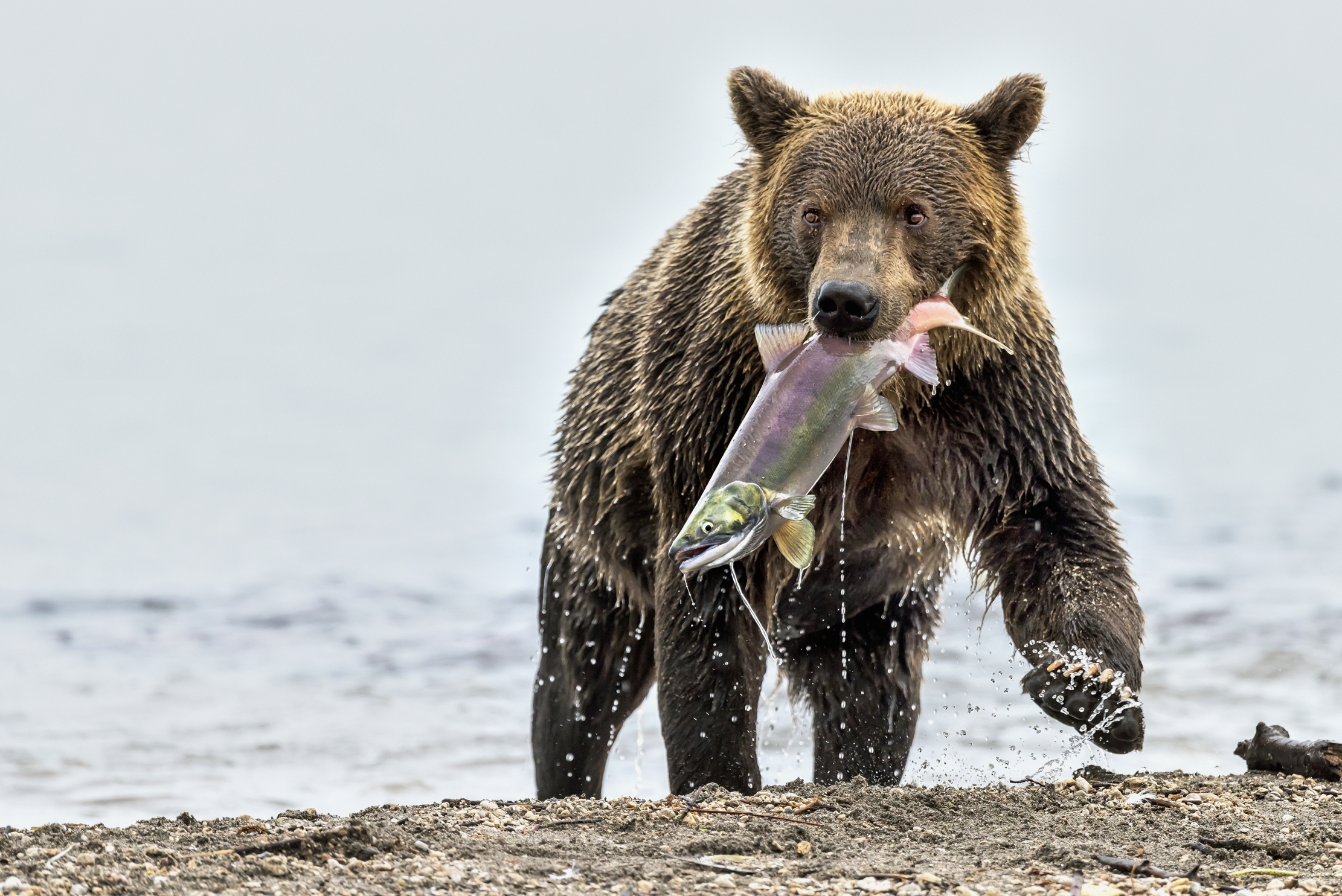Kamchatka 2016 - Il pasto