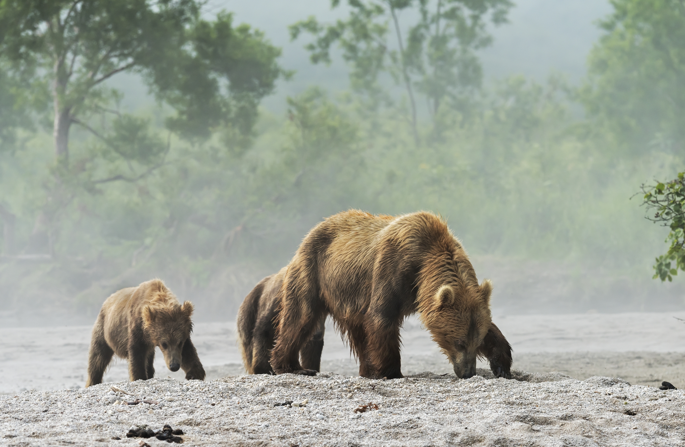Kamchatka 2016 - Tra la nebbia del mattino