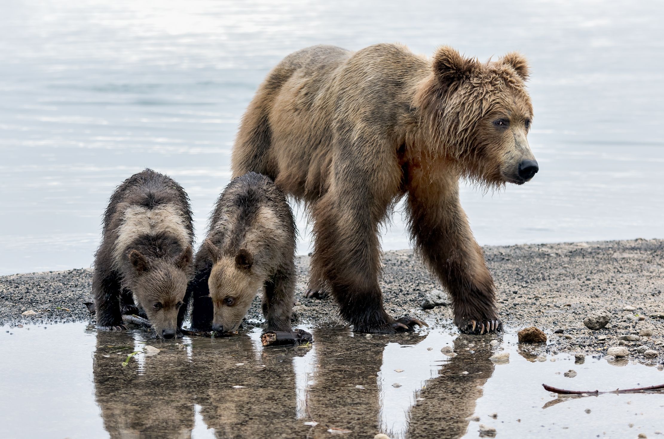 Kamchatka 2016 - Mamma e piccoli