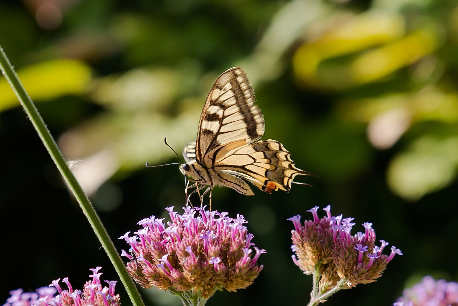 Butterfly on Verbena crazy