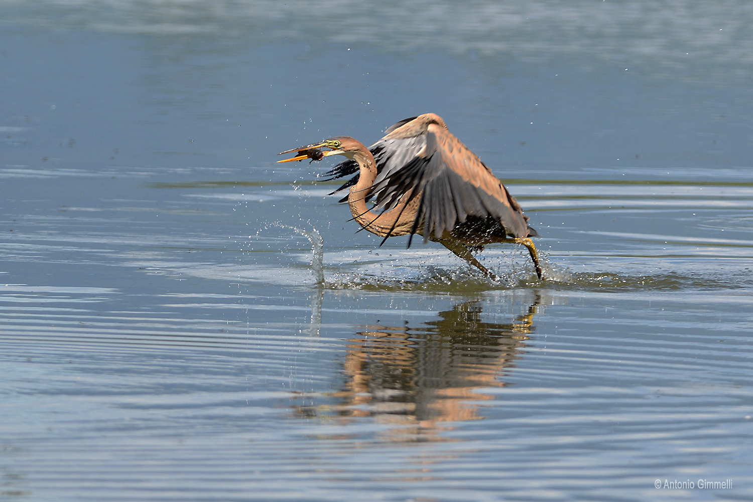 Il pranzo del rosso !