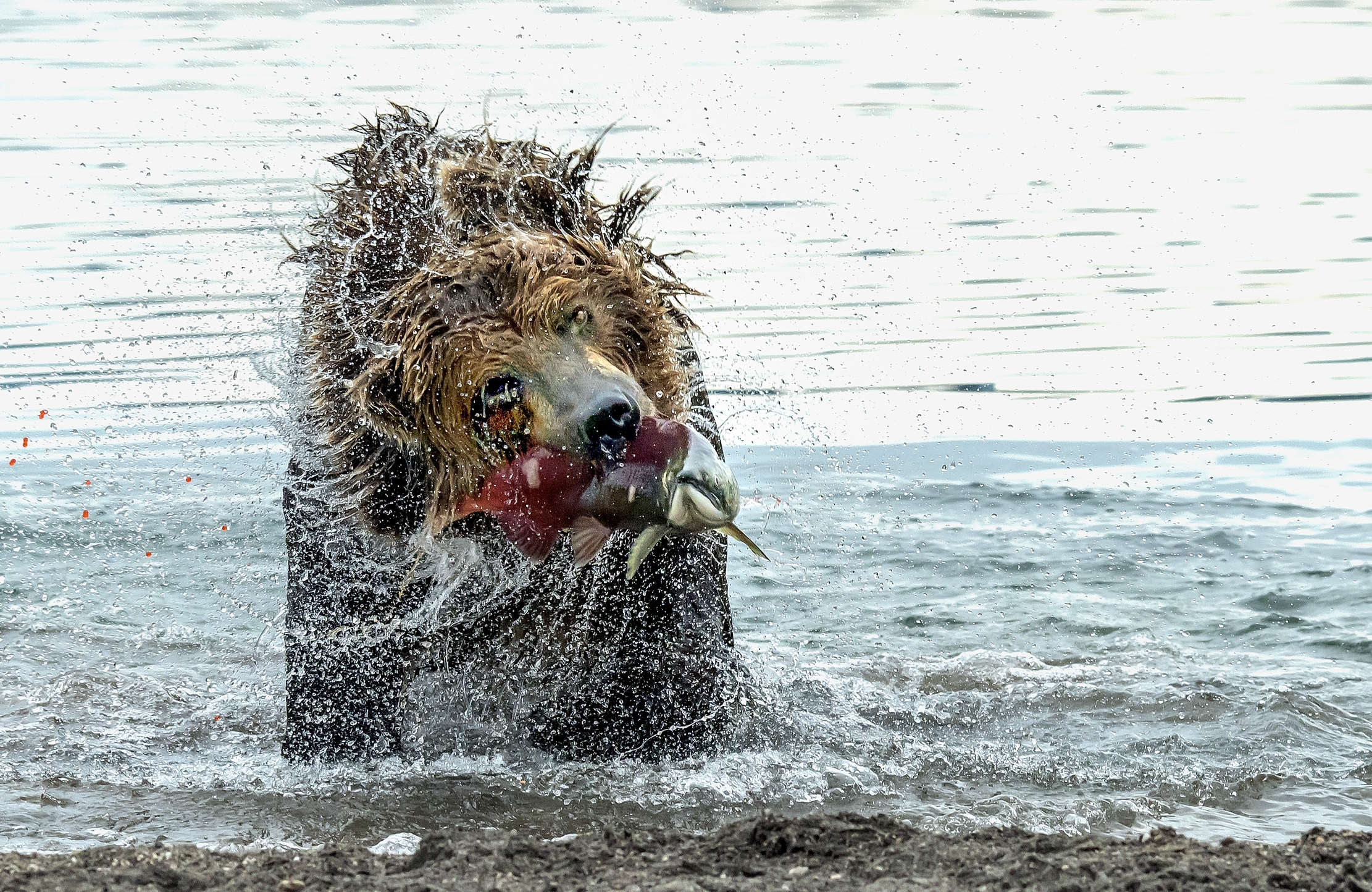 Kamchatka 2016 - Emersione col salmone