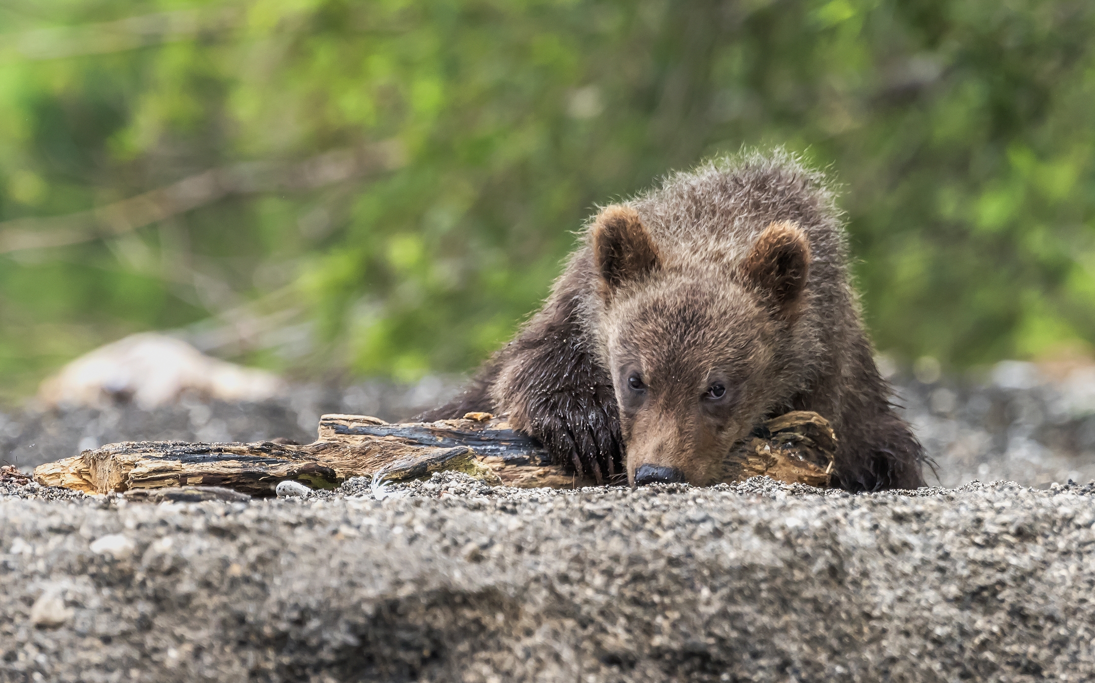 Kamchatka 2016 - Assorto