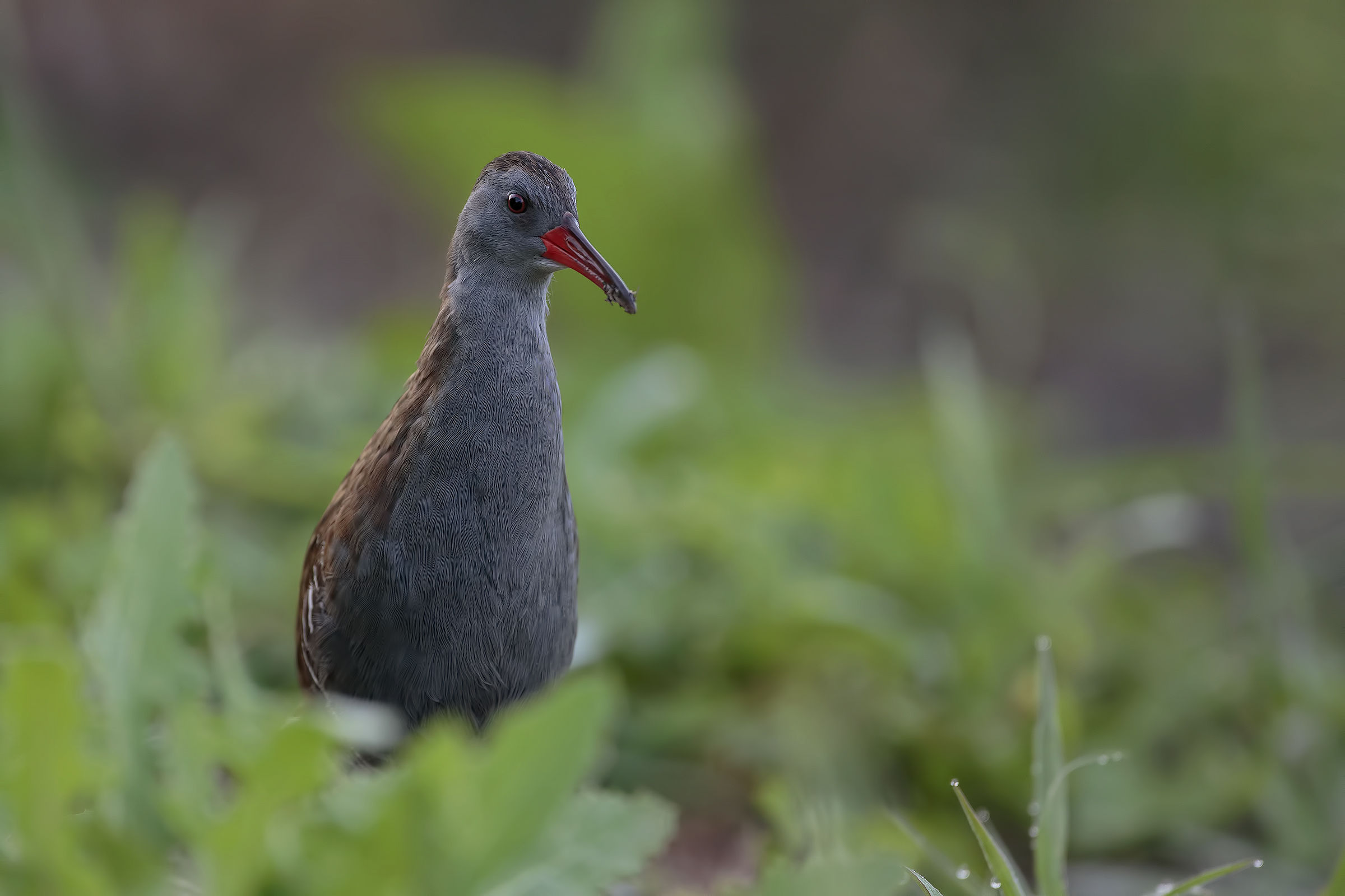 Water Rail