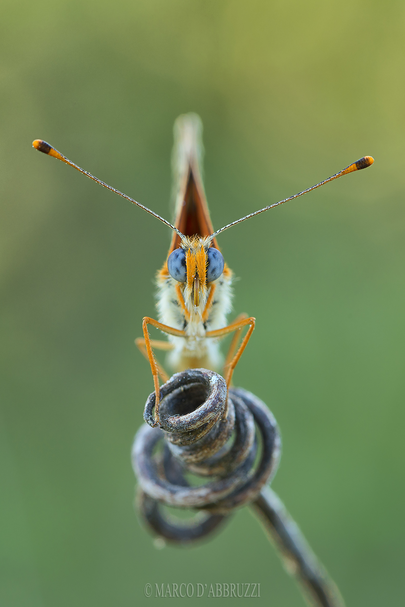 Melitaea Phoebe portrait...