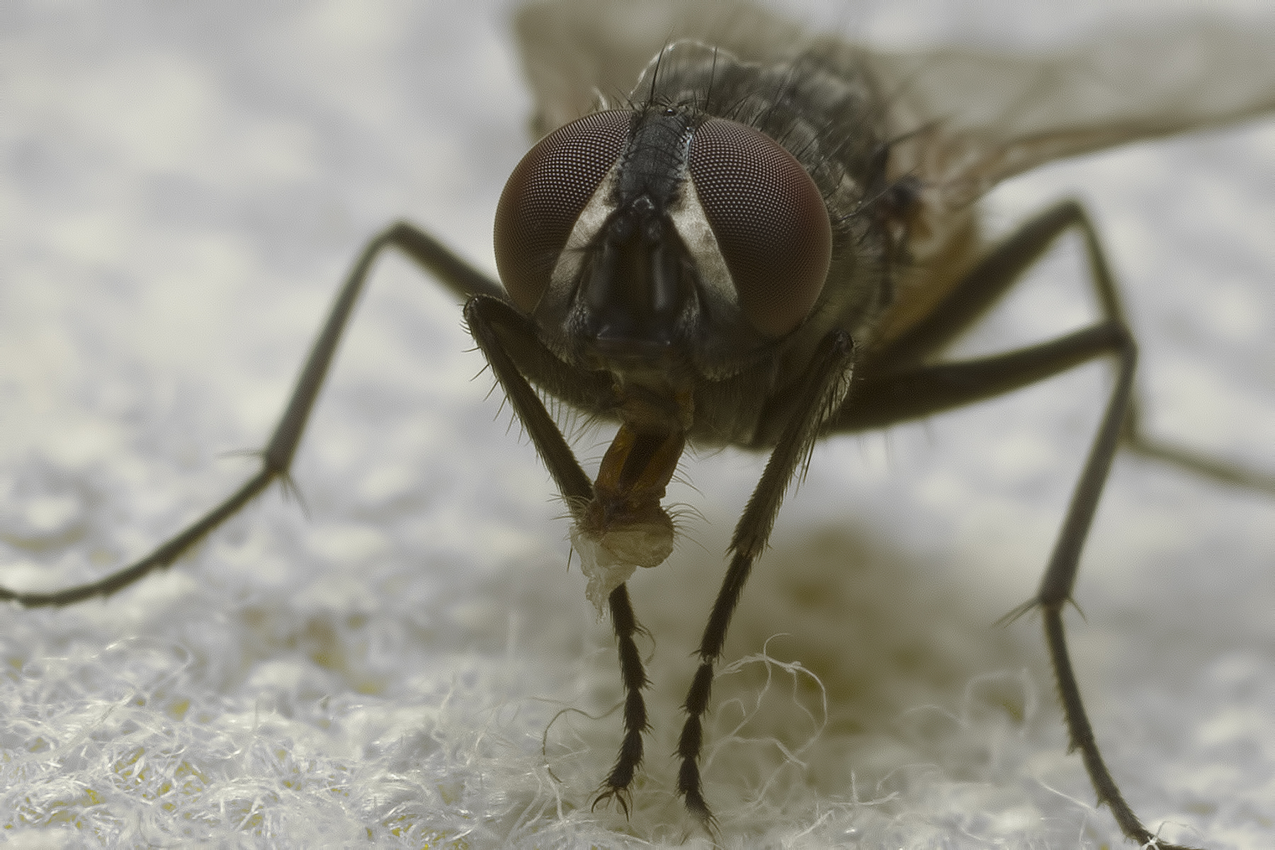 sulla coperta ... (Fannia canicularis)