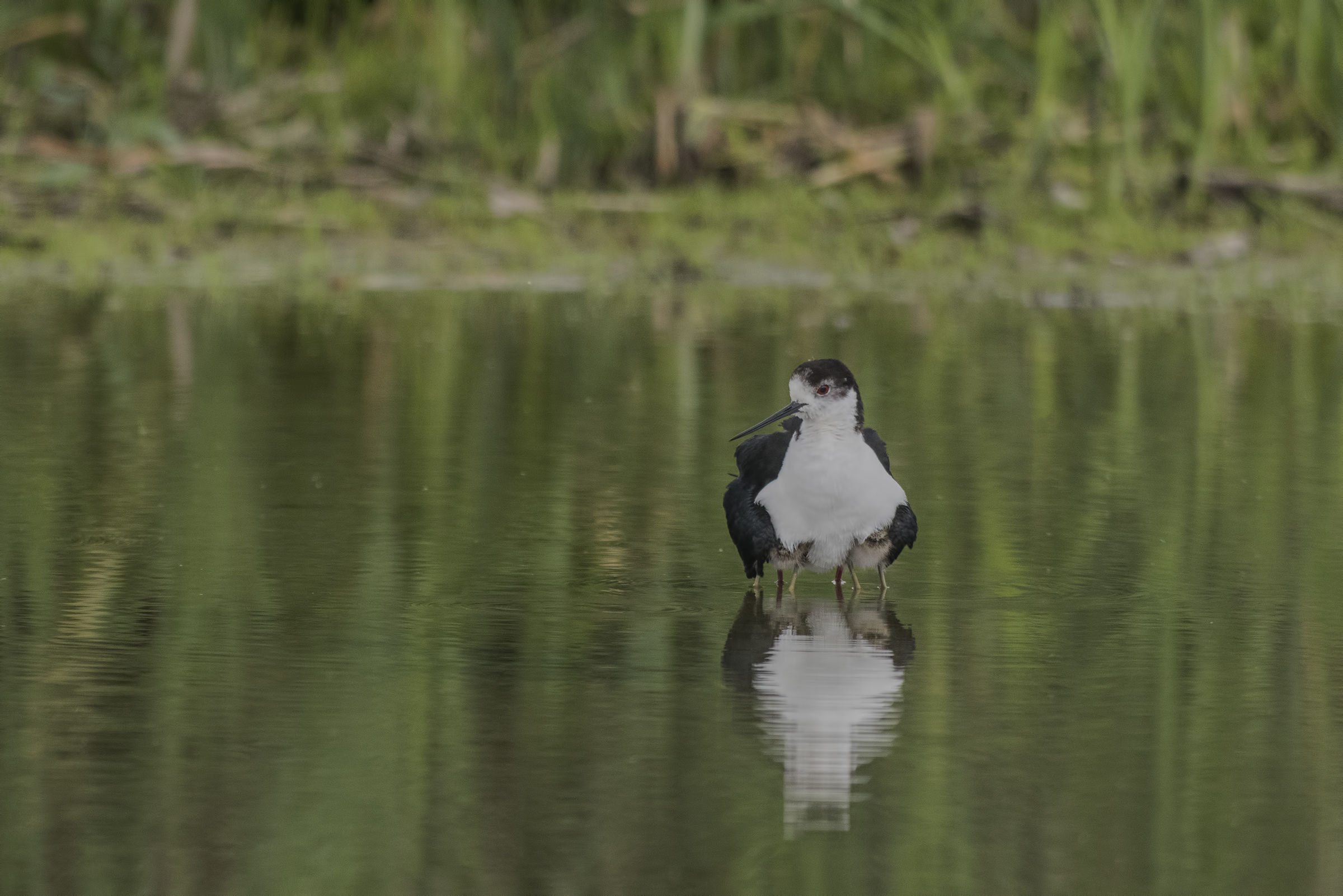 Un cavaliere a sei zampe!