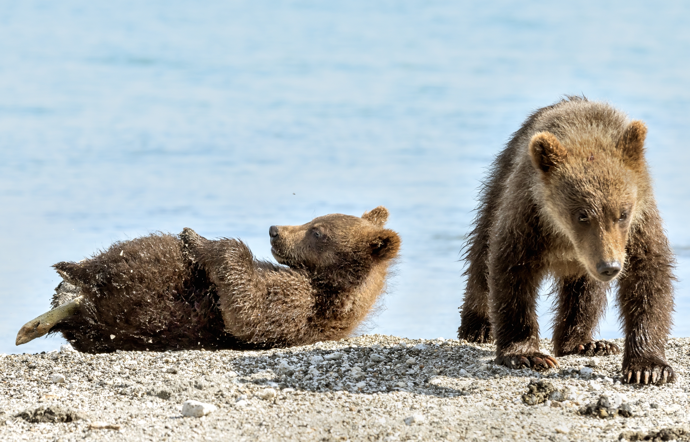 Kamchatka 2016 - Vita da cuccioli!!